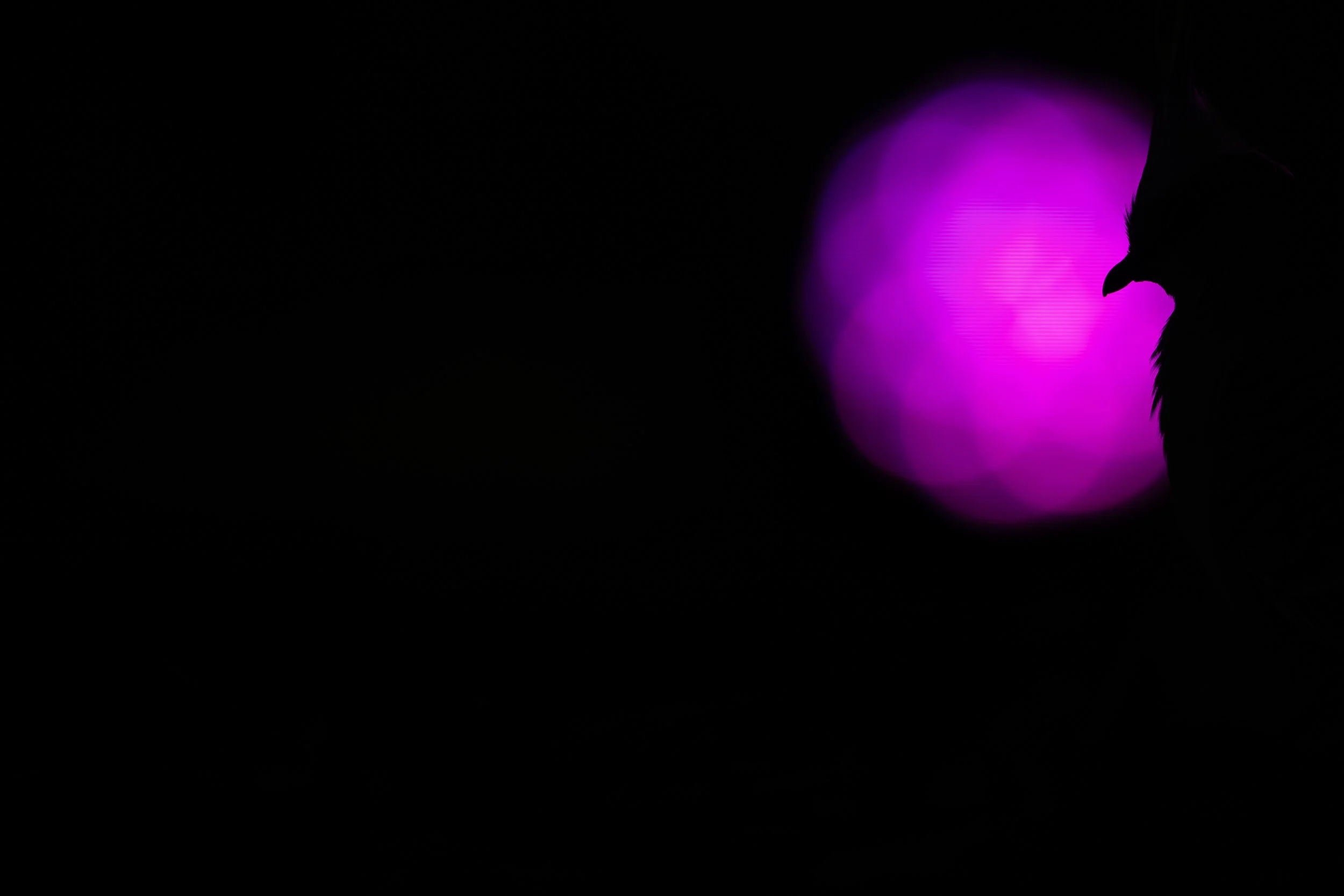 Crested pigeon, Sydney, Australia