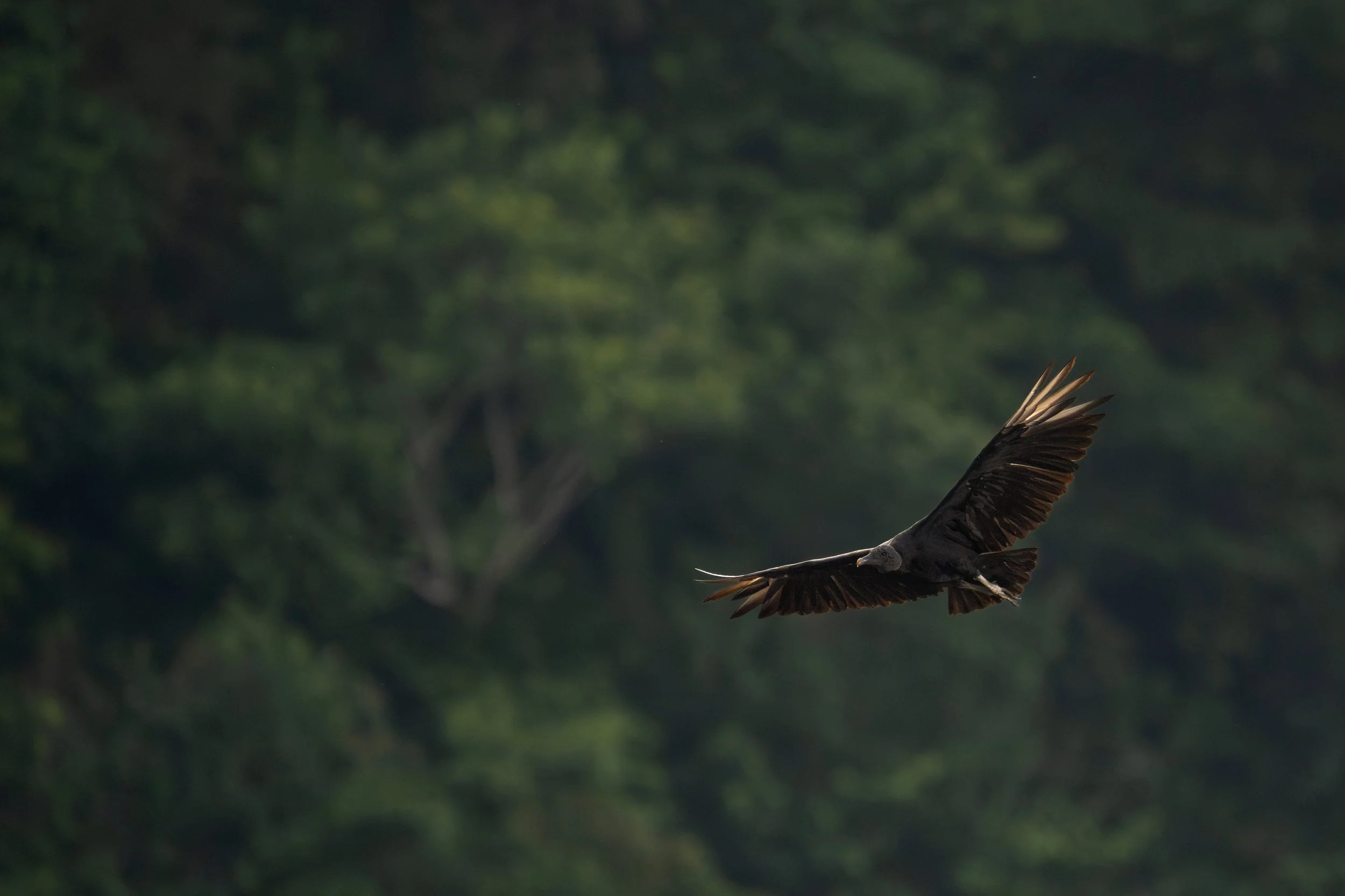 Black vulture, Domincal, Costa Rica