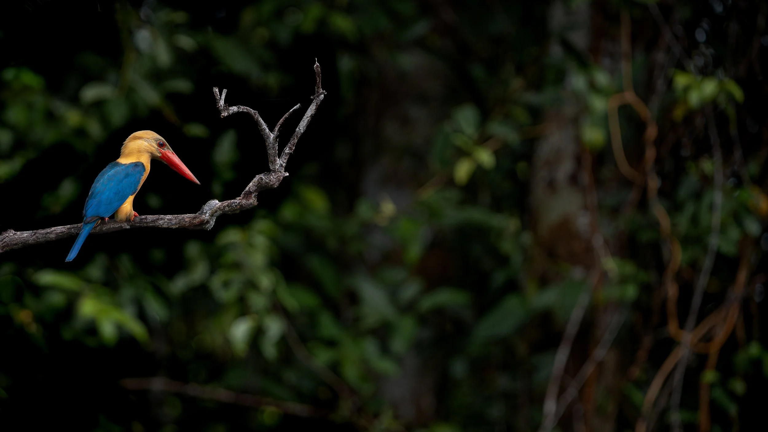 Stork-billed kingfisher, Kalimantan, Indonesia