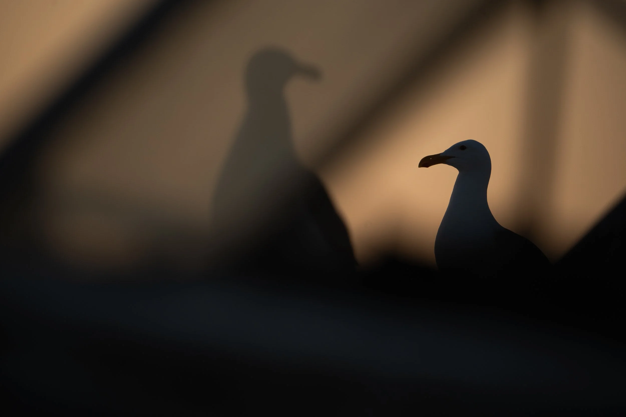 Western gulls.jpg
