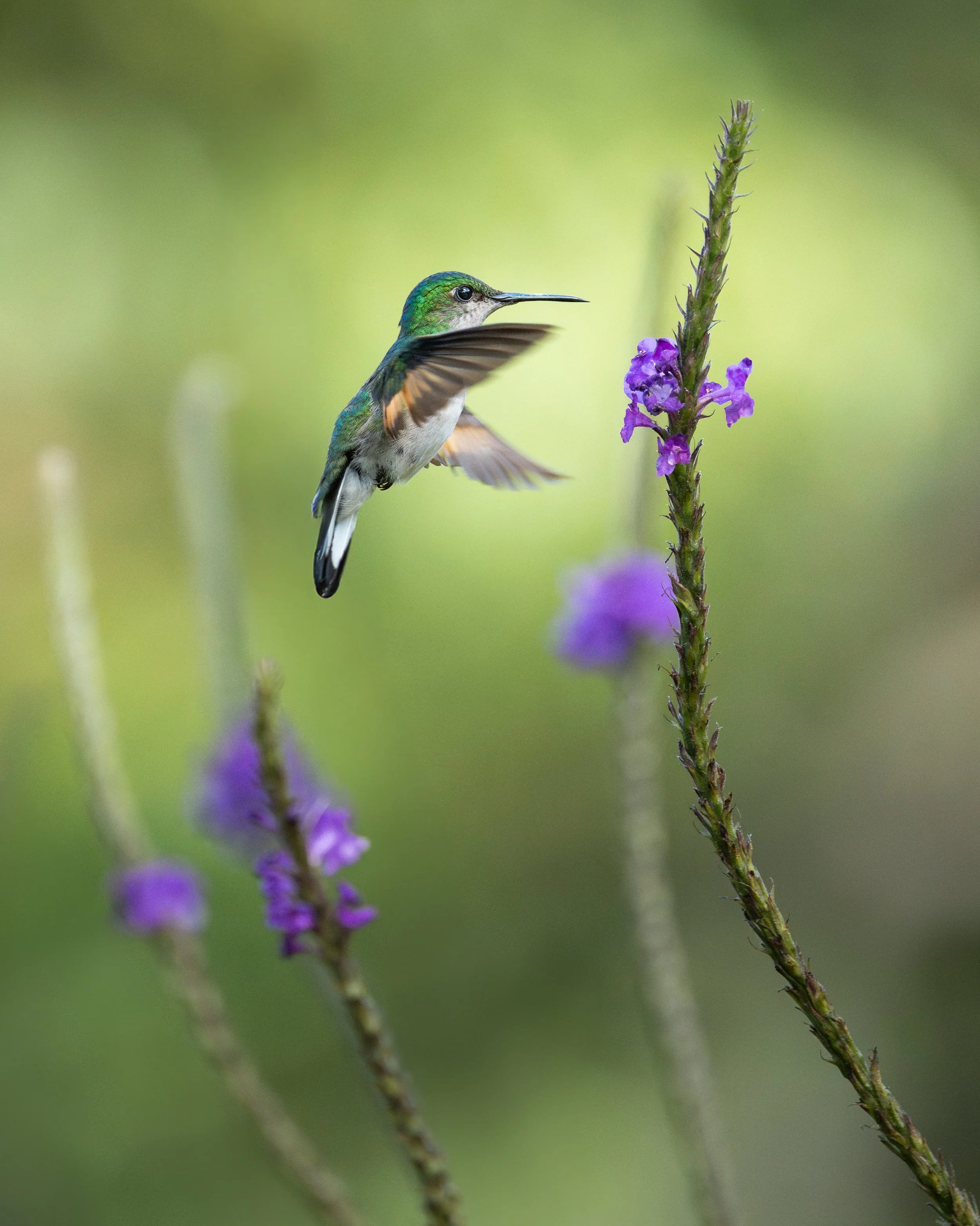 Stripe-tailed hummingbird, Monteverde, Costa Rica