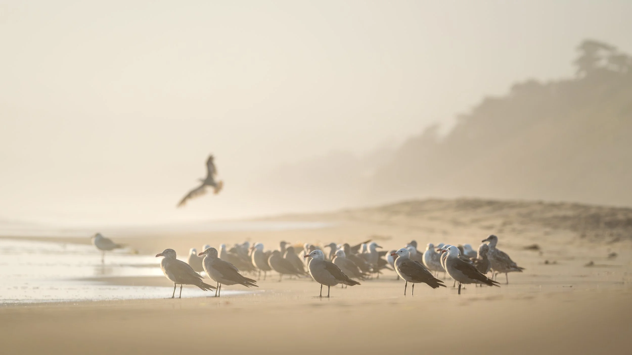 Heermann's gulls, Watsonville, California
