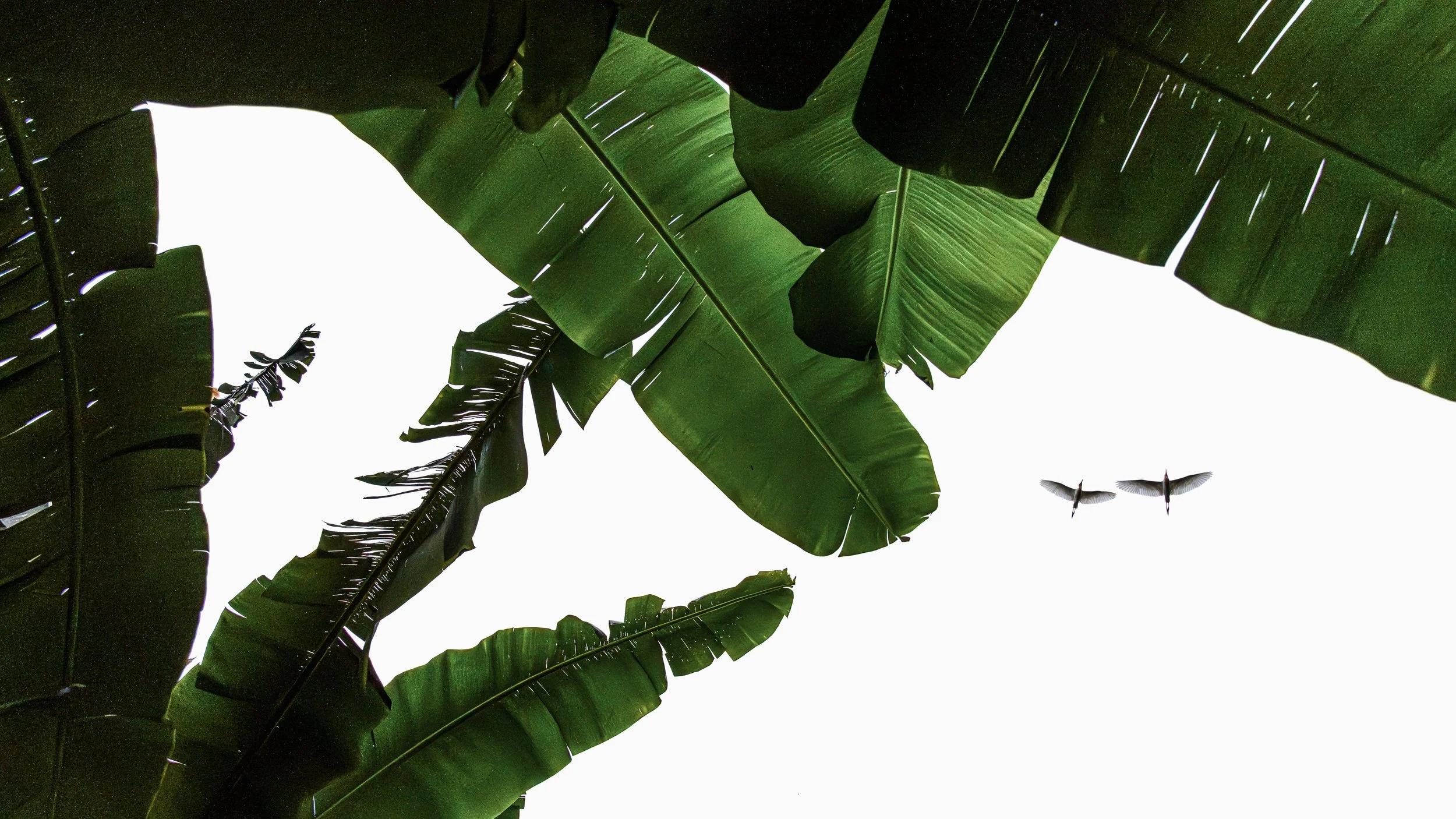 Looking up through banana leaves with two birds flying in the sky.