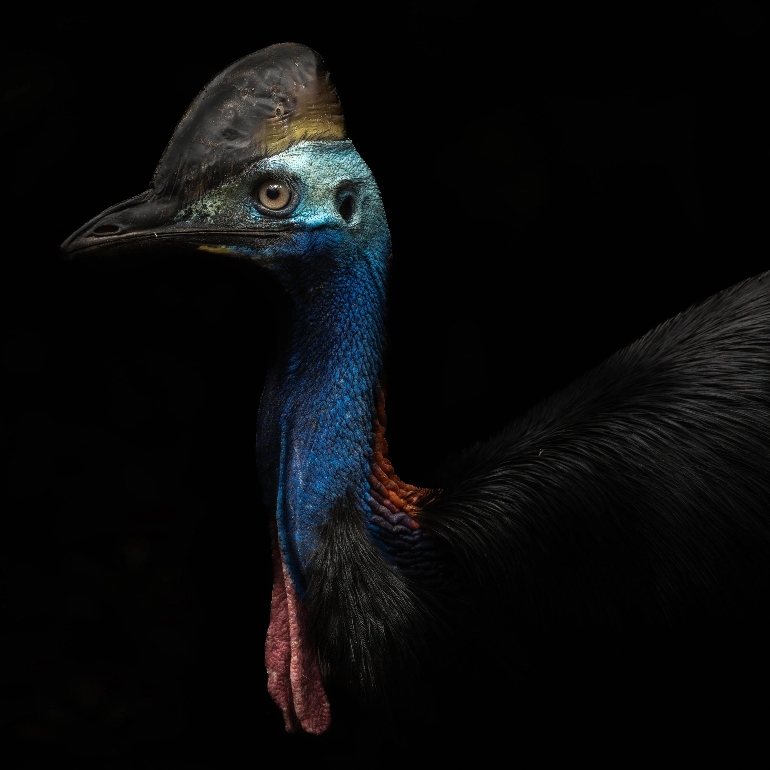 Southern cassowary, Daintree, Australia