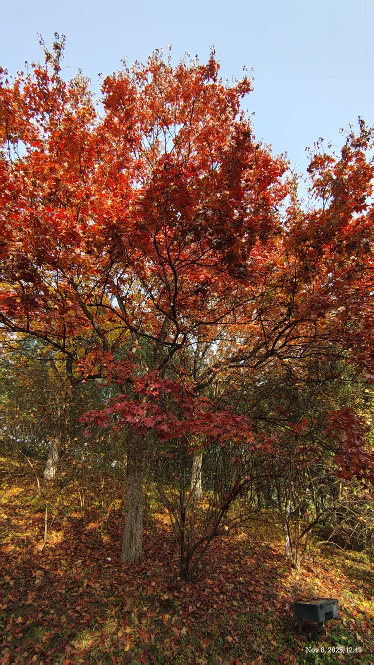 Nature’s Whisper： A Multi-Sensory Approach to The Art of Listening&nbsp;