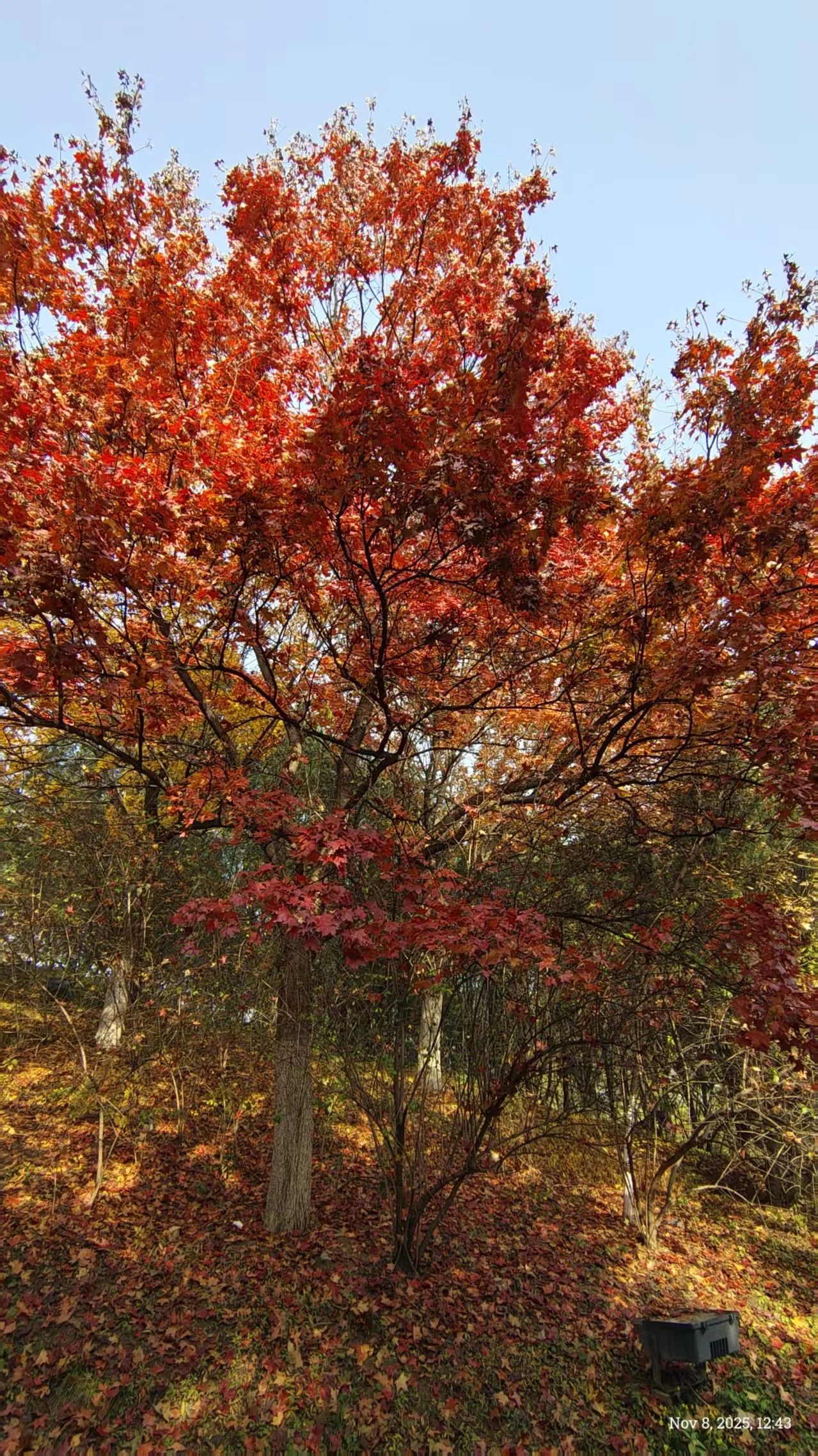 red.jpg