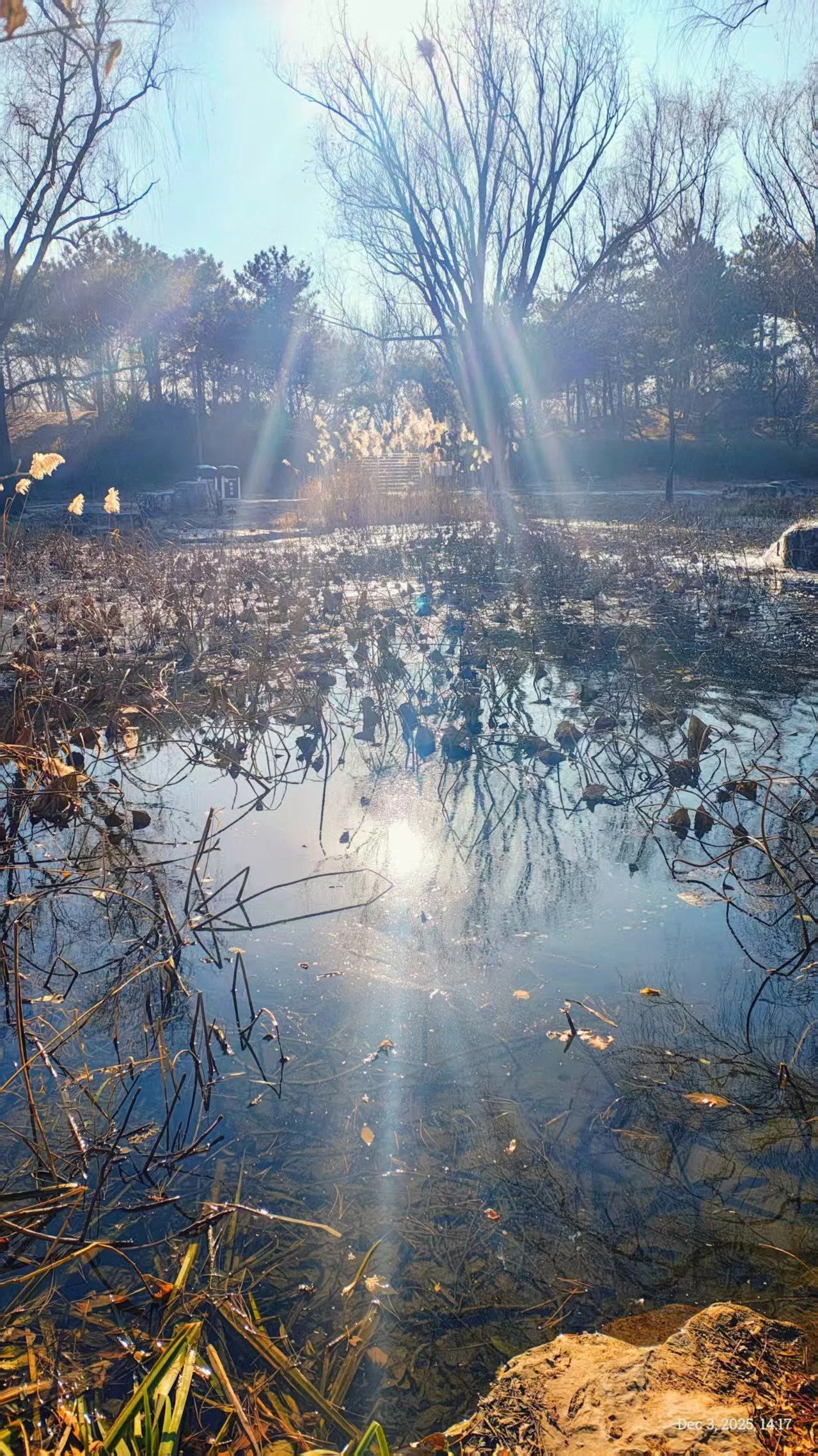 The Nourishing Energy of Nature: When Science Catches Up to What We Feel（ En-Cn）