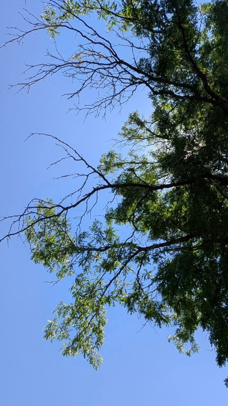 Rooted in the sky