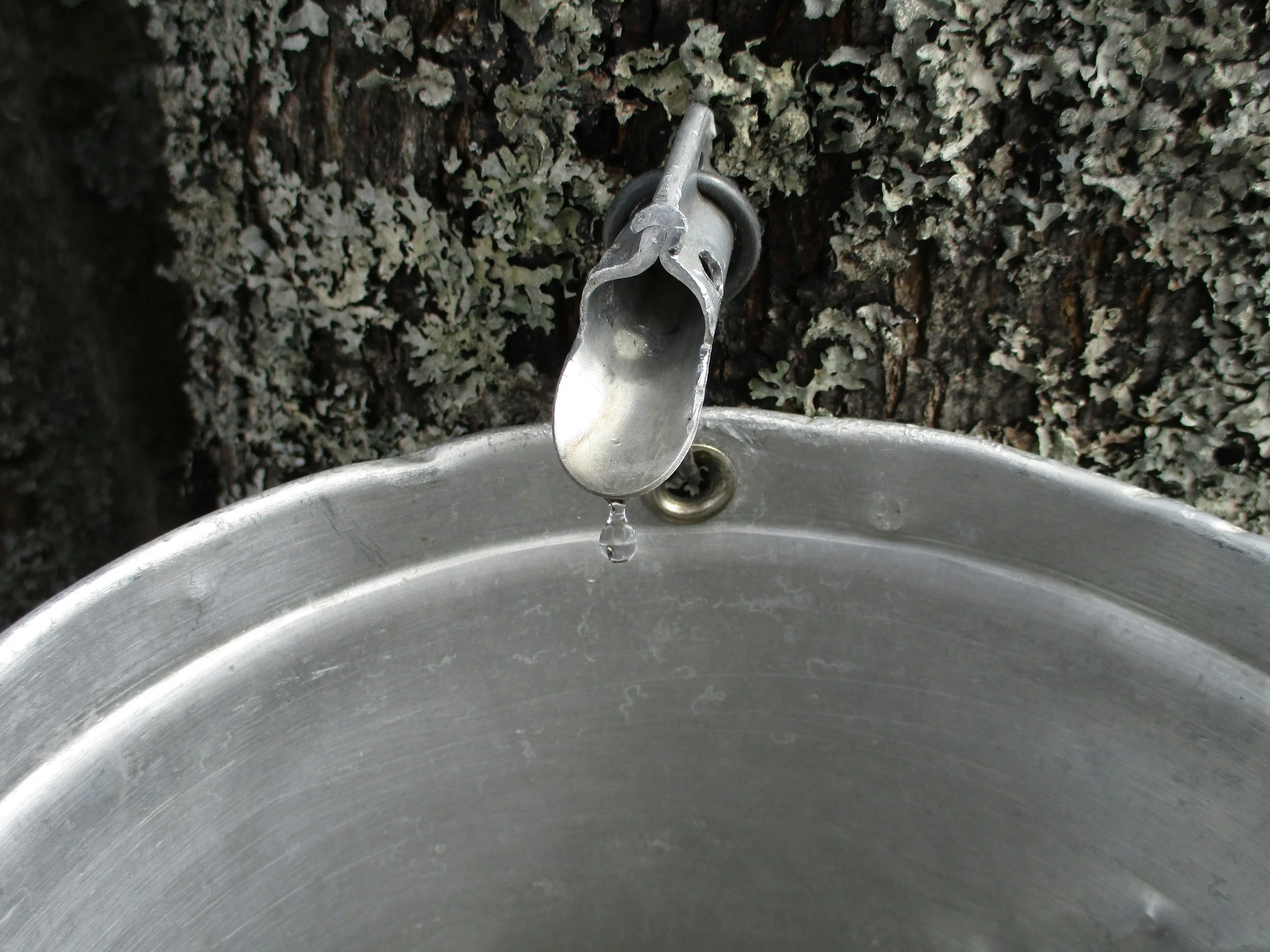 Maple Sap-turday: Wild Sugarers
