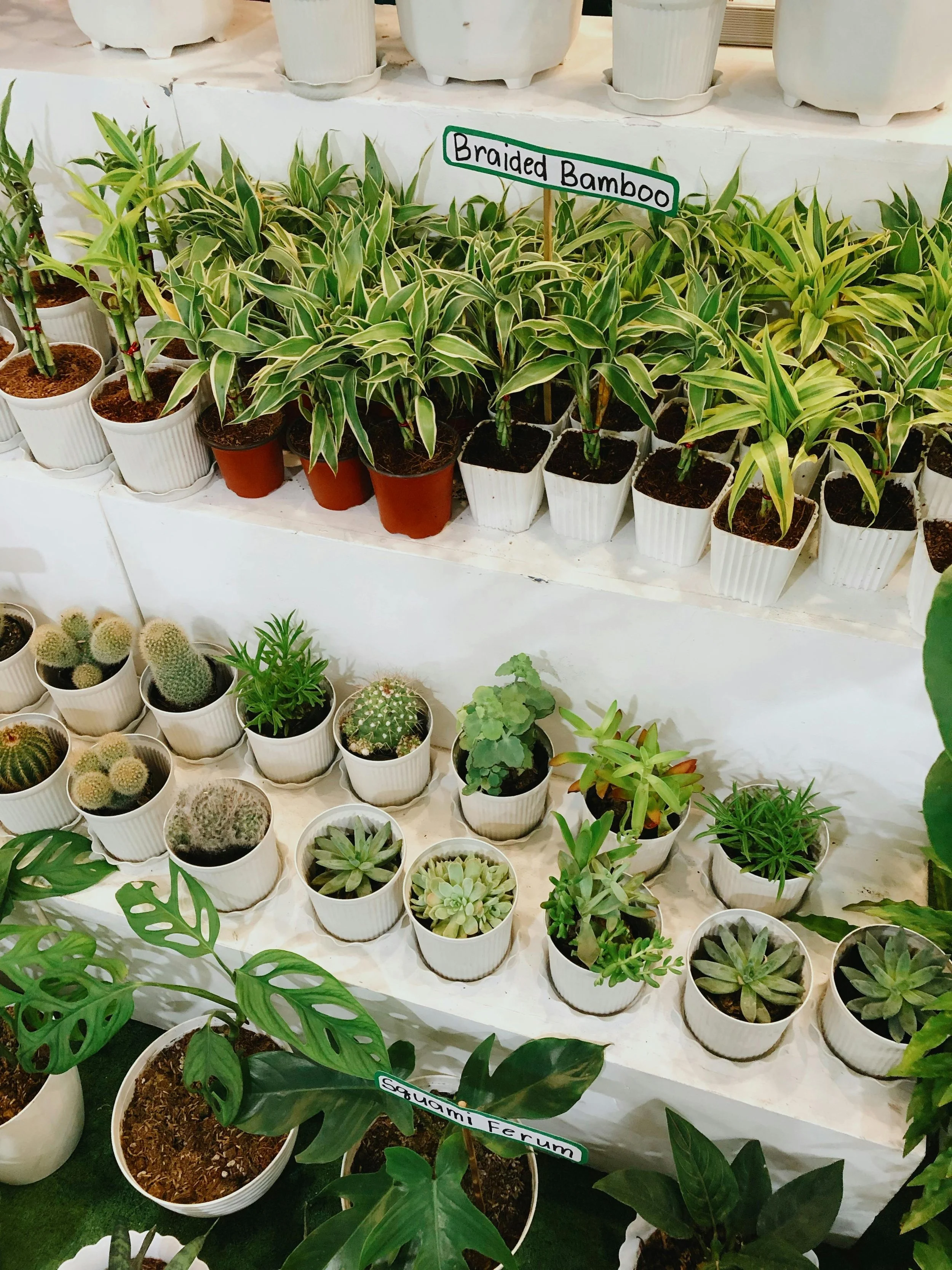  Annual Mother's Day Plant Sale Sponsored by Garden Club of Mt. Morris