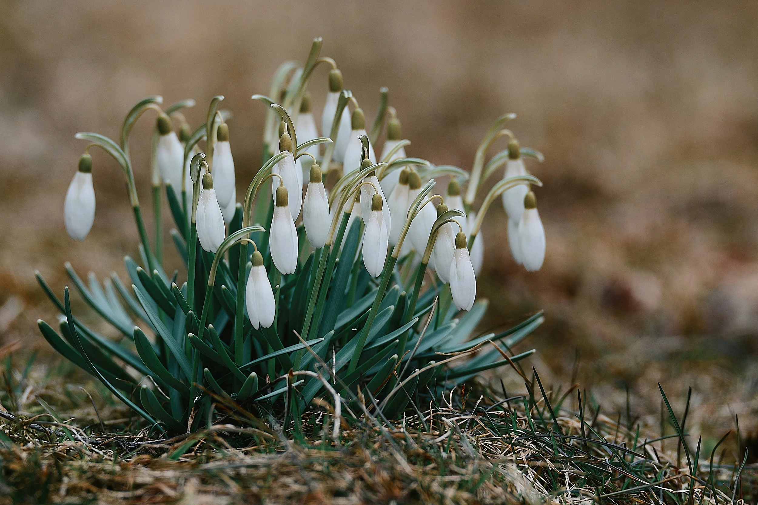 April Seasonal Living List