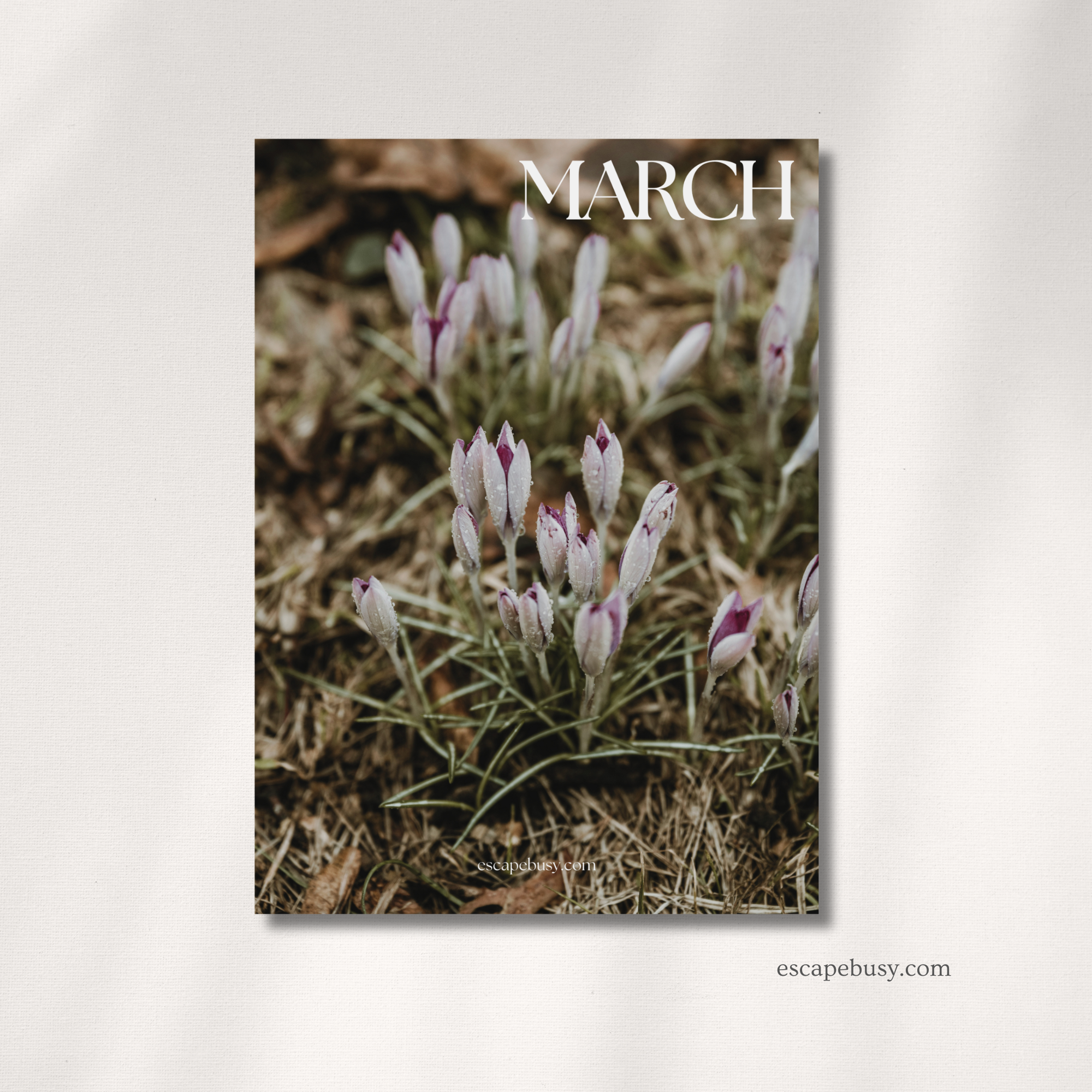 product photo (6).png