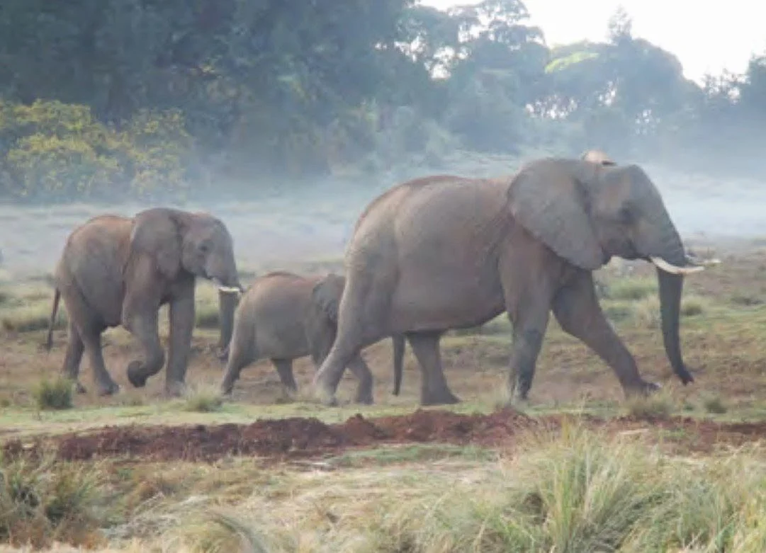 Imenti elephant corridor