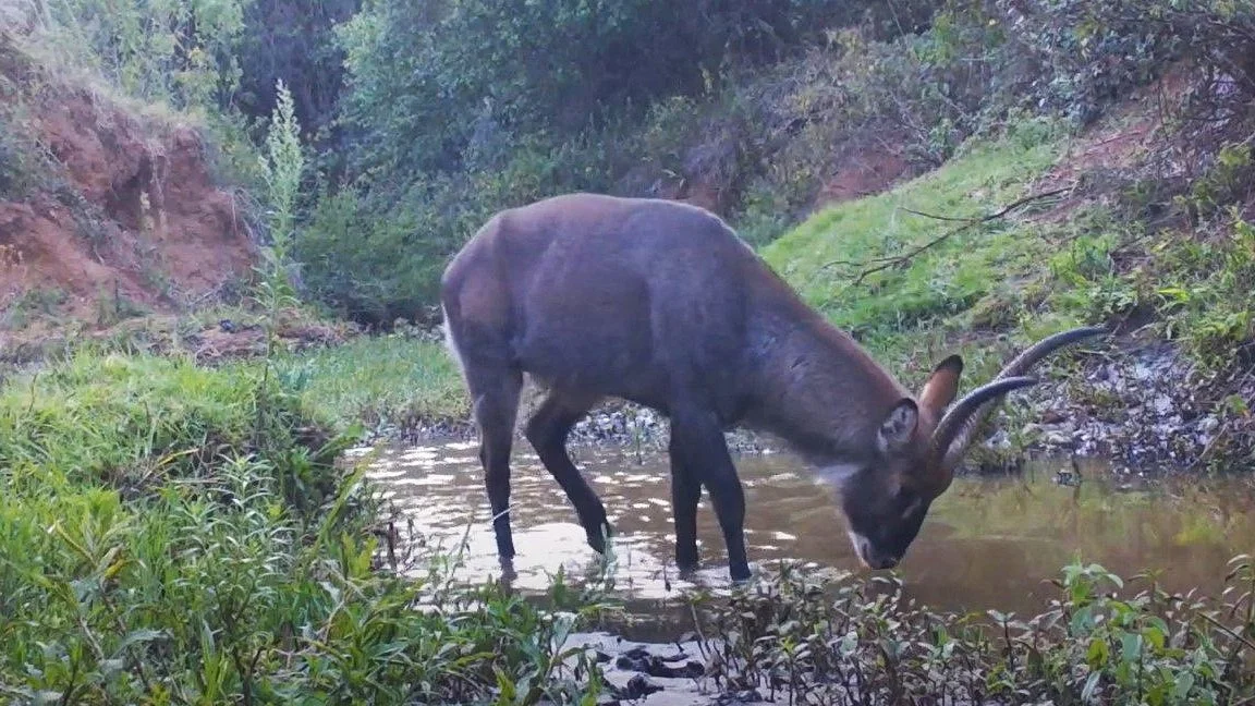 Riparian corridor, Laikipia