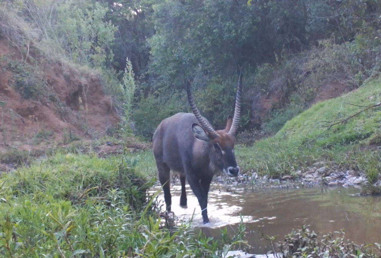 Resident Waterbuck