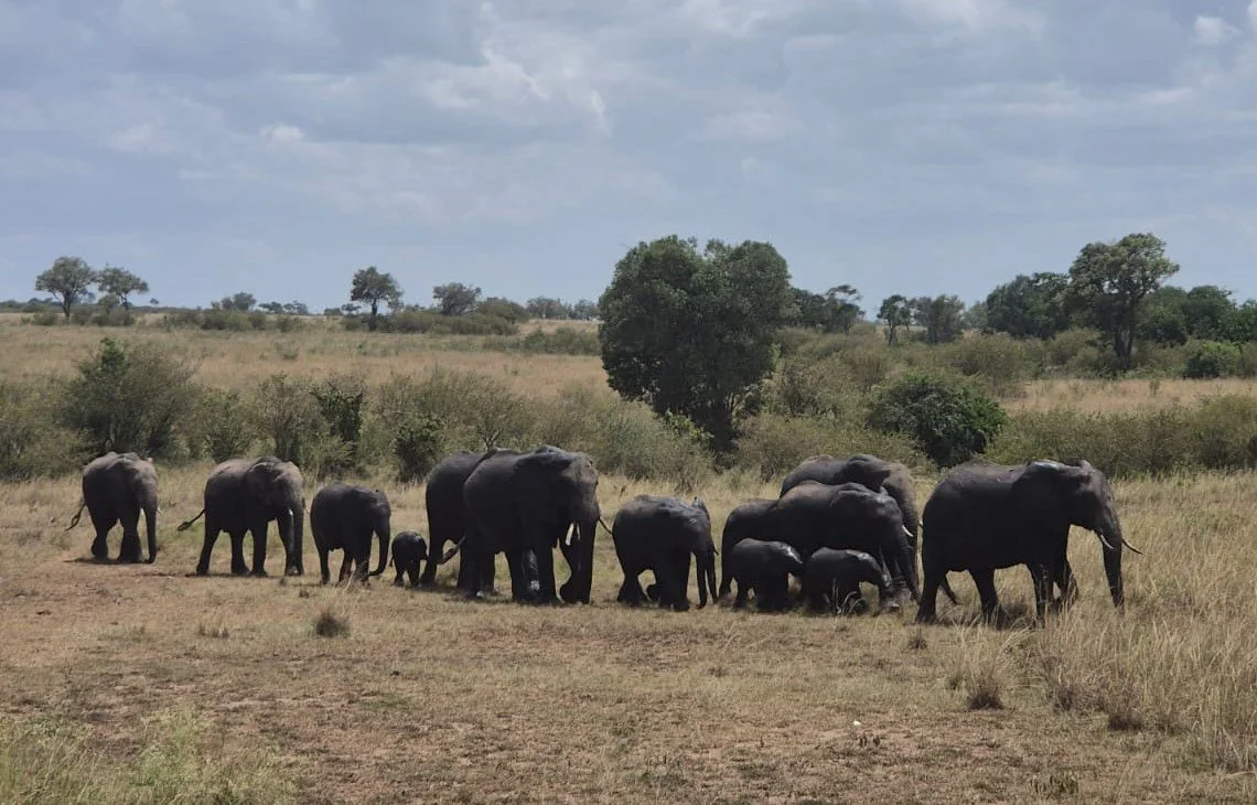 Kimugandura Elephant Dispersal Area (ELDA)