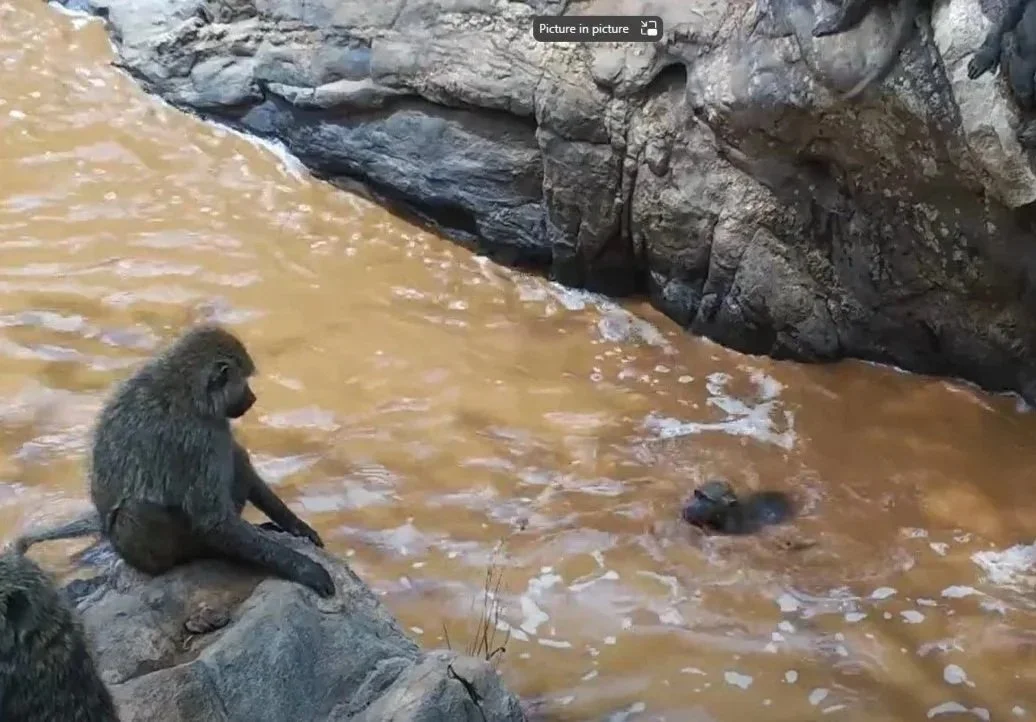 Swimming baboons