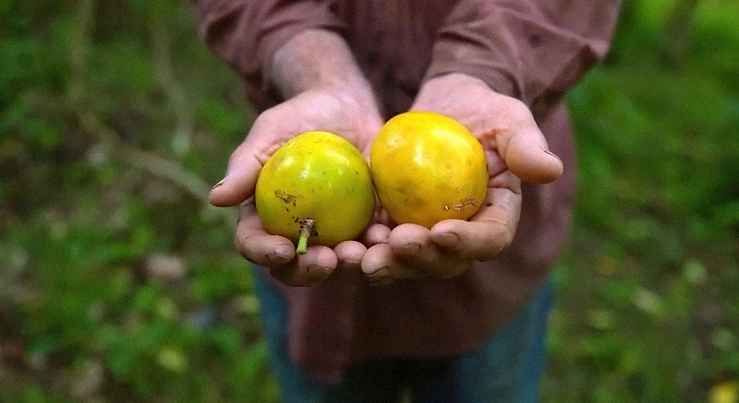 produce 1-Hi res-lines-scale-2_00x.jpeg