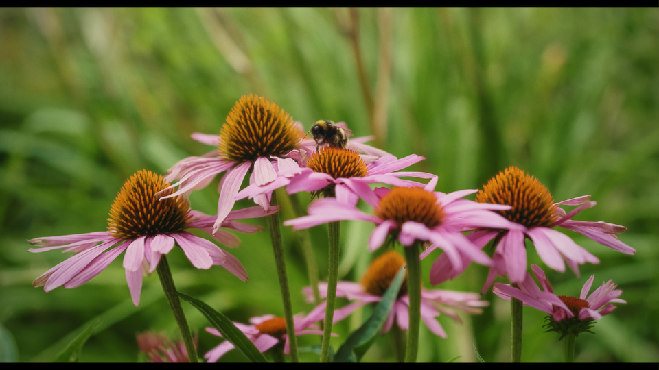 250906_FujifilmX-T30III 90sec Directors.00_00_08_08.Still076.png