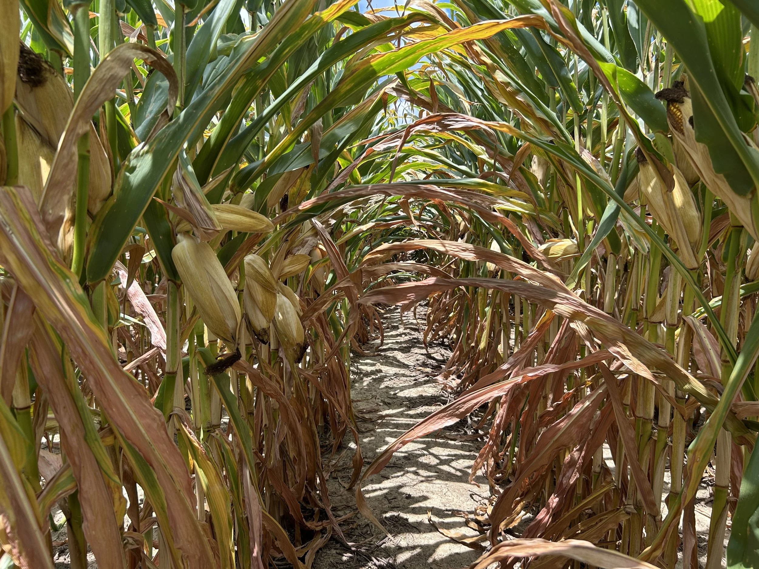 A glimpse into the cornfield at Buckeye Farms.
