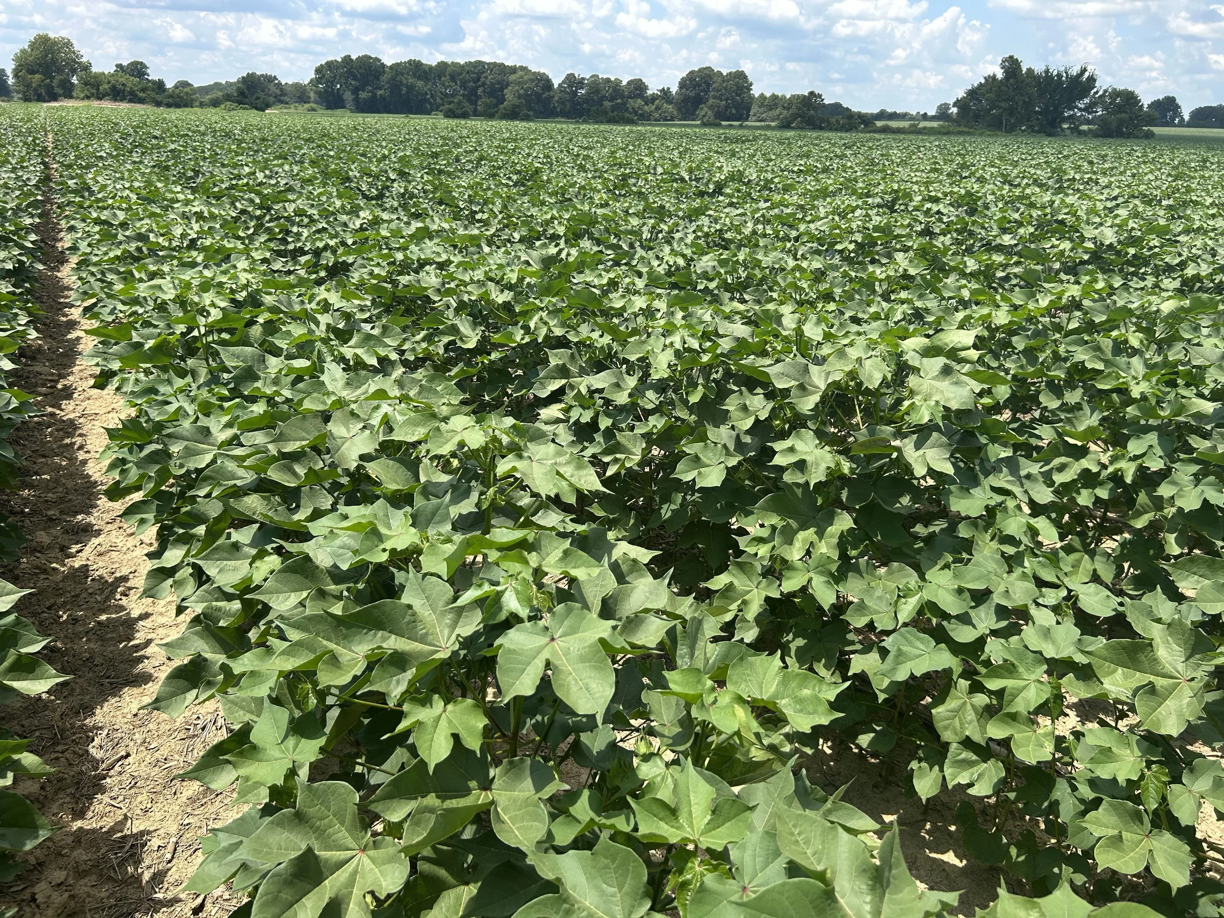 A lush green crop field at Buckeye Farms.