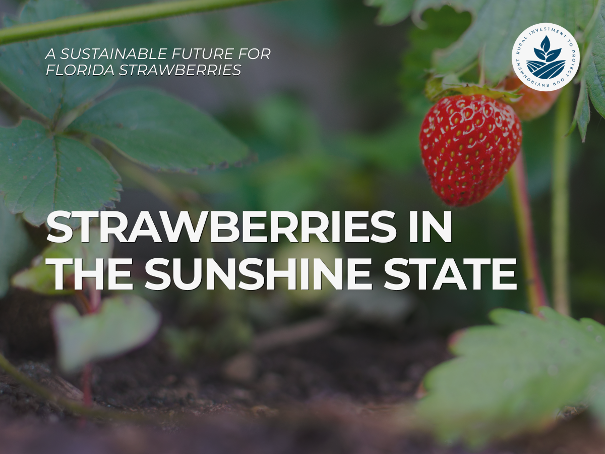 Strawberries in the Sunshine State