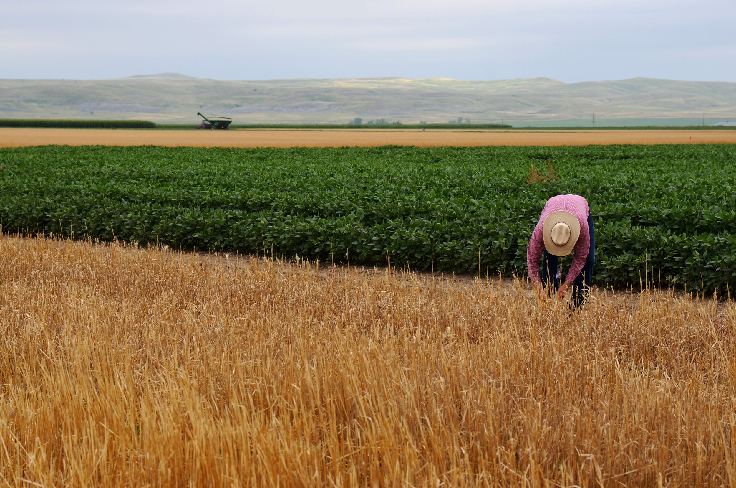 A farmer bends over in a crop field against a backdrop of the Great Plains.