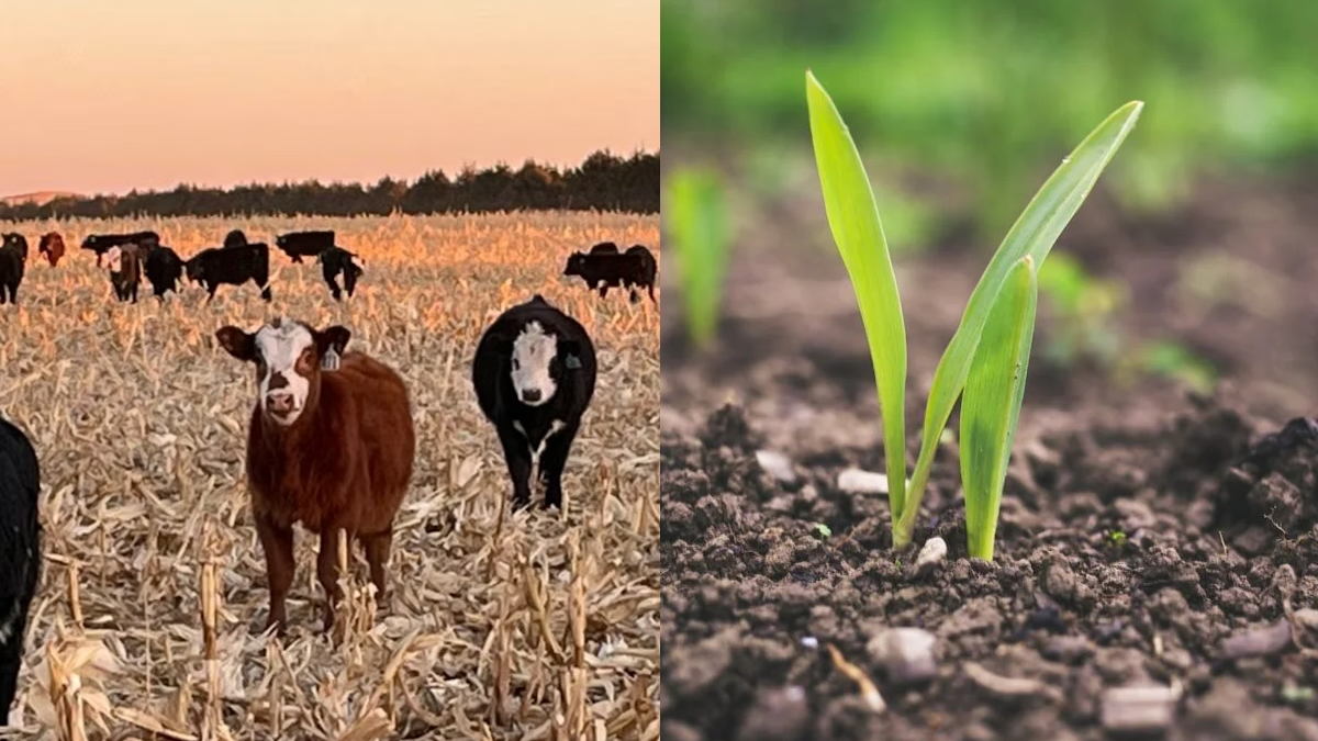 A side-by-side image of cattle with a plant sprouting, generated by the Nebraska Soil Health Coalition to promote their soil health field day event.