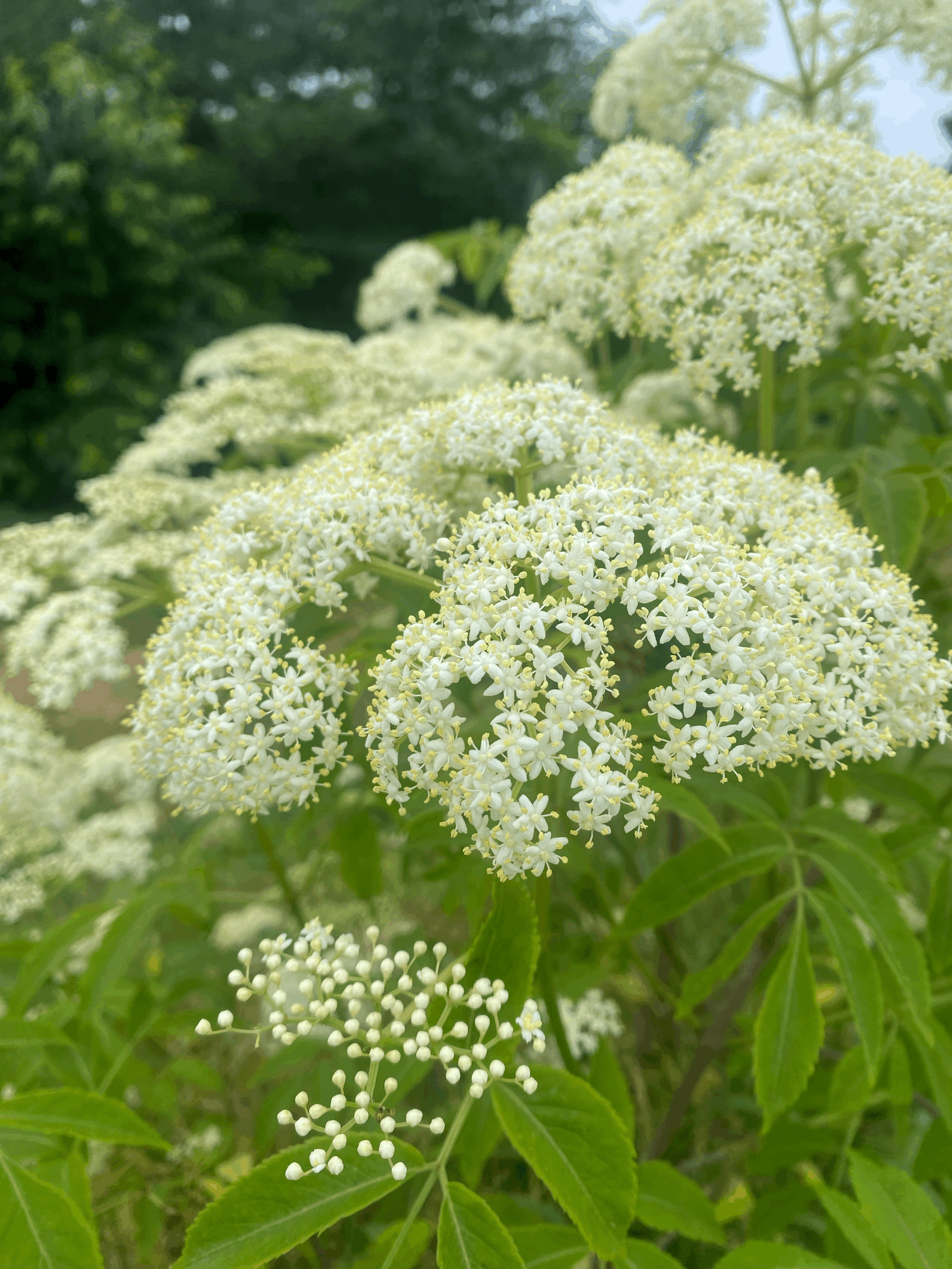 Elderflower