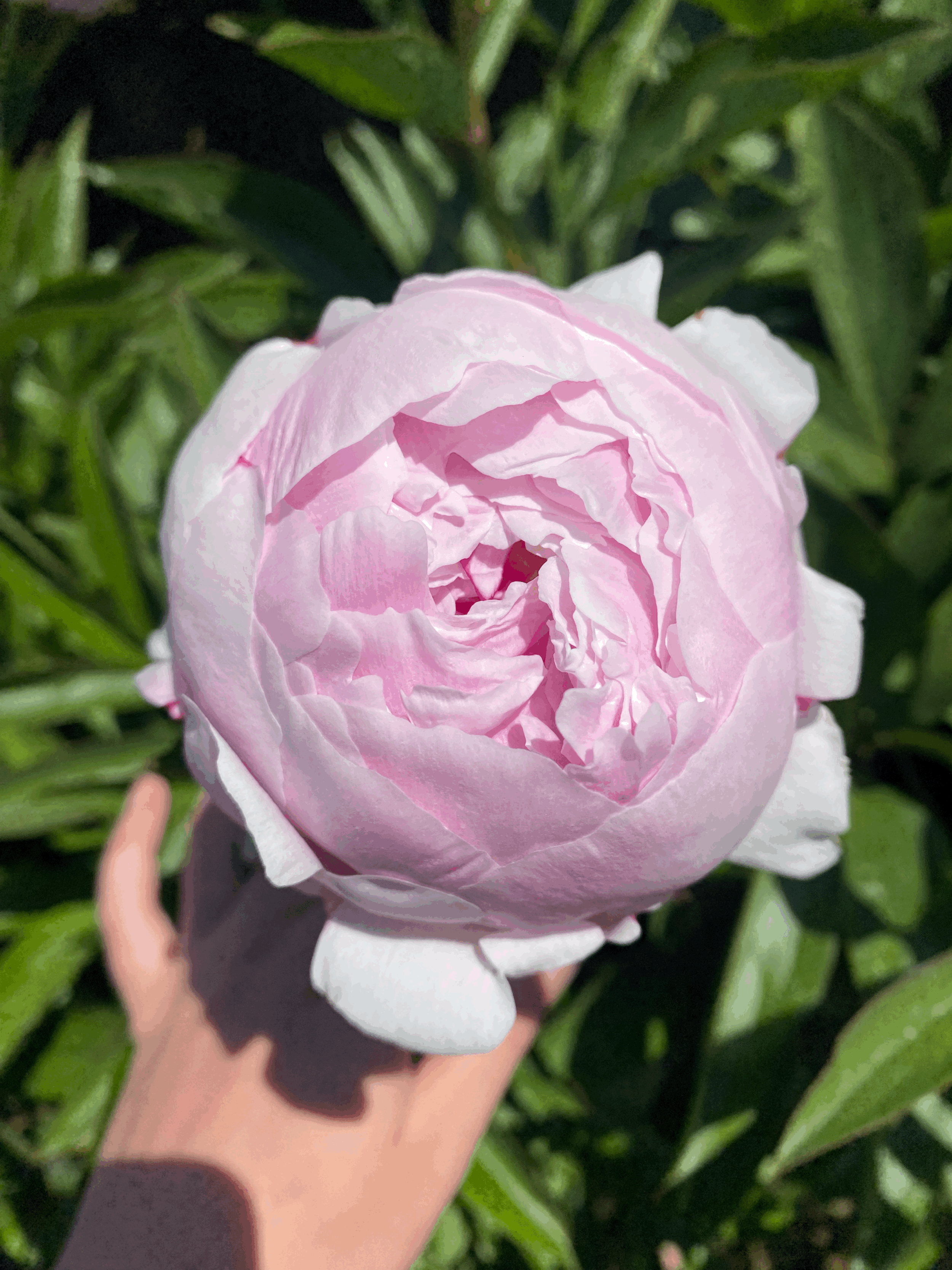 Peony