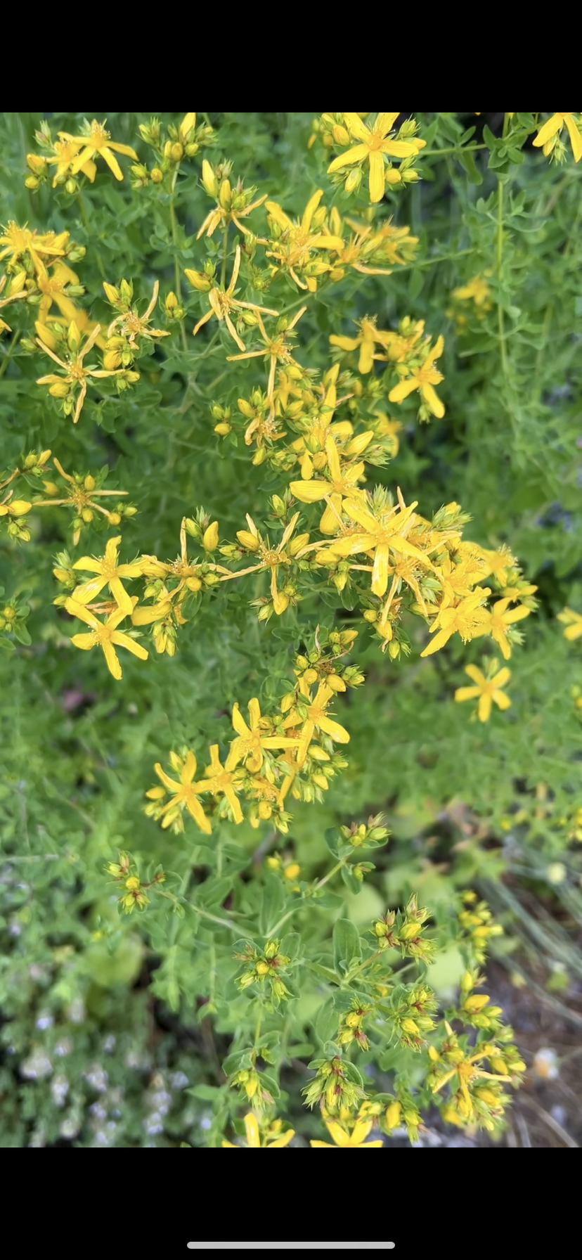 Saint John's Wort