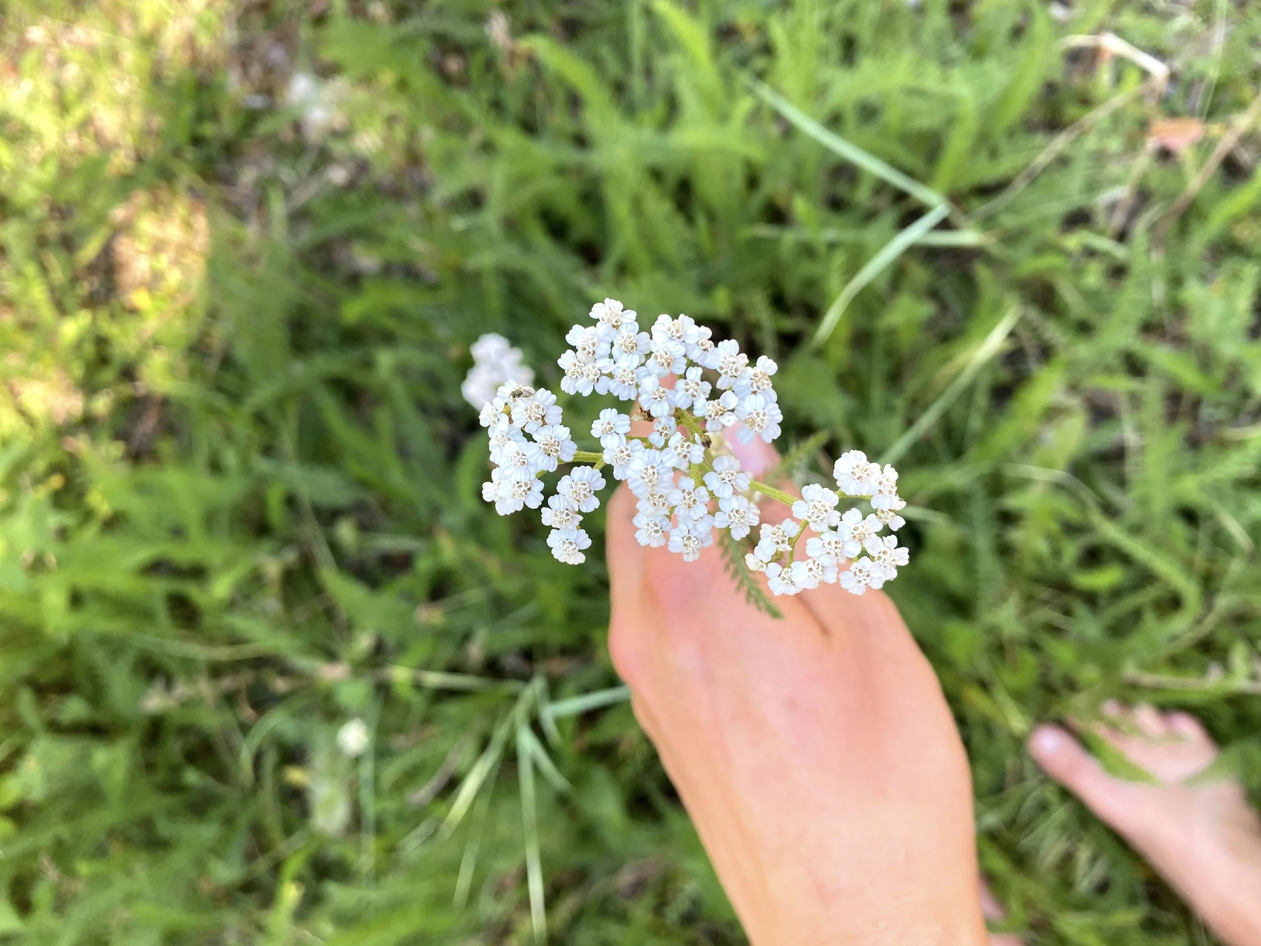 Yarrow