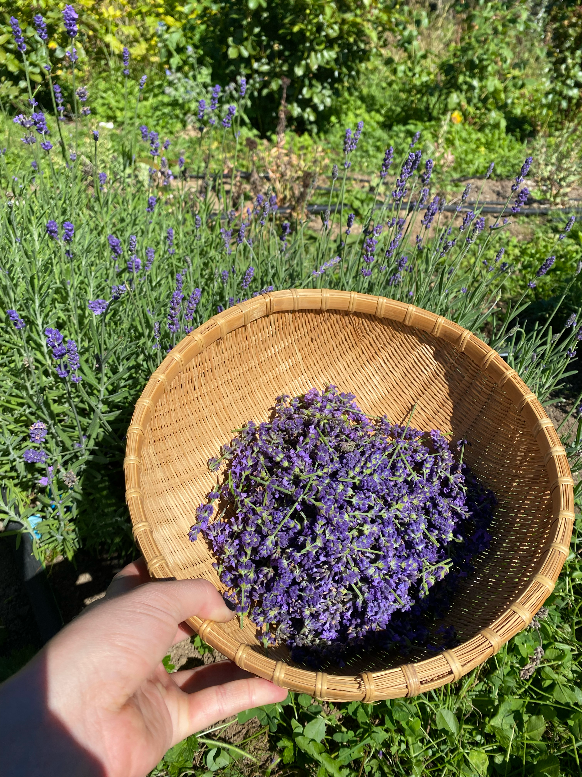 harvest at Duvall Herb Farm, WA - lavandula angustifolia