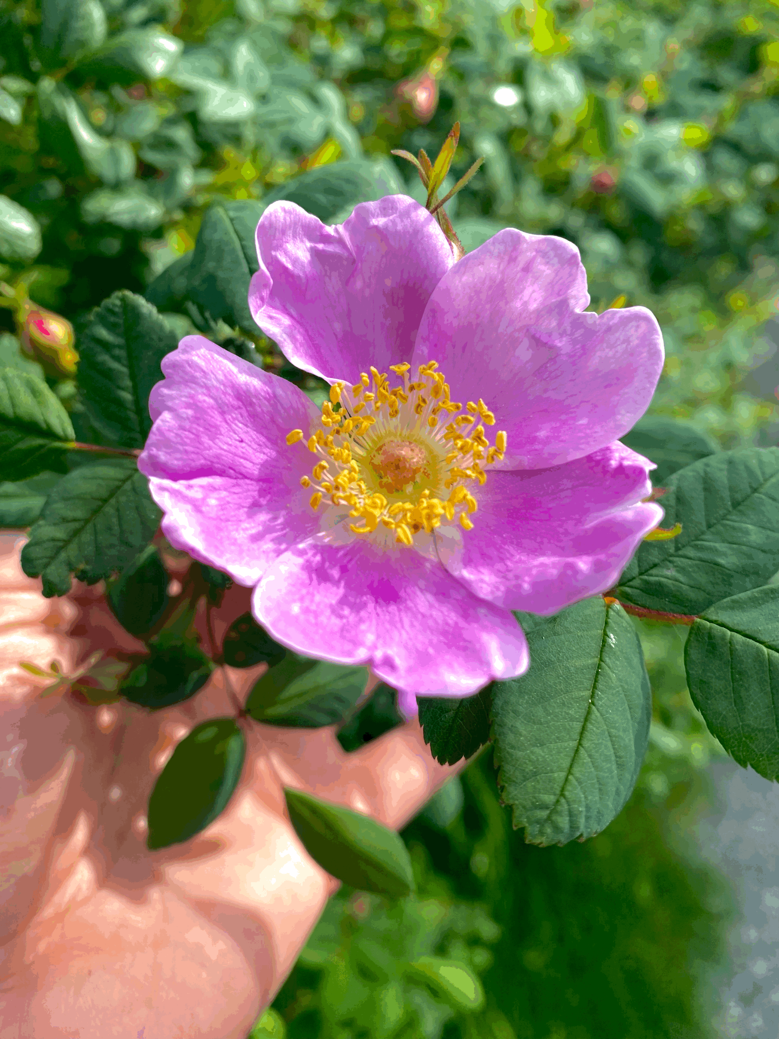 Flower Essence + Herbal Consultation