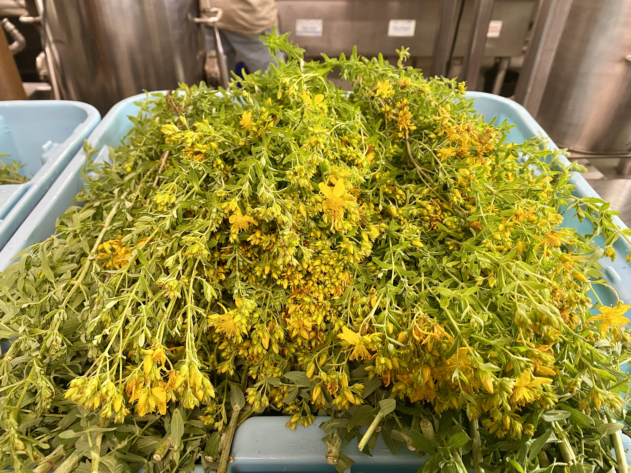 harvest by eva and dylan in PA - that day about a total of 17 lbs accompanied by many st johns wort beetles