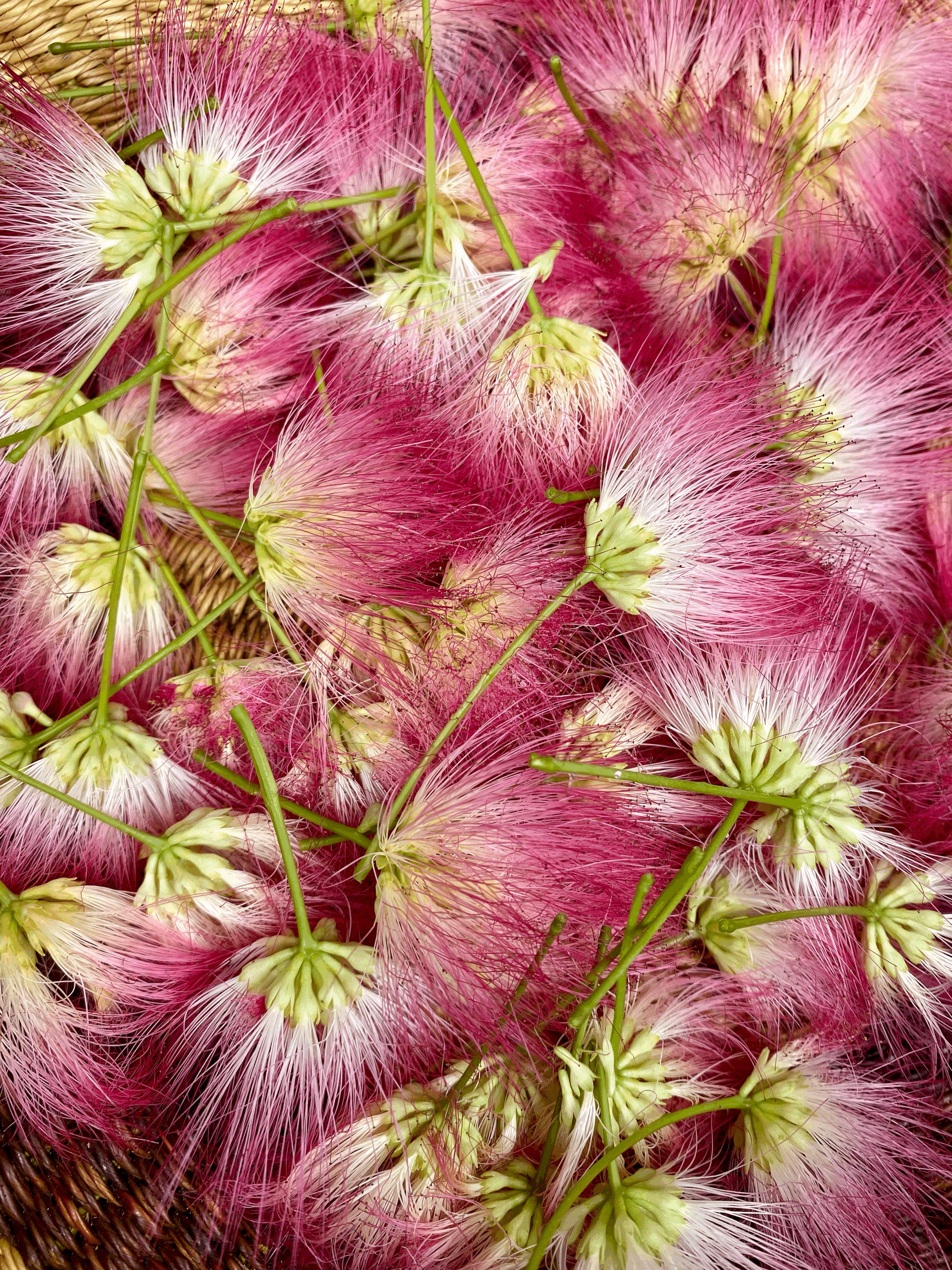 Herbal Consultation