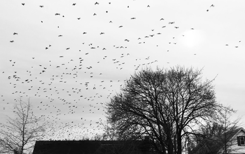Starlings at Treblinka