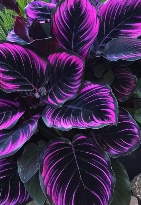 Calathea.jpg