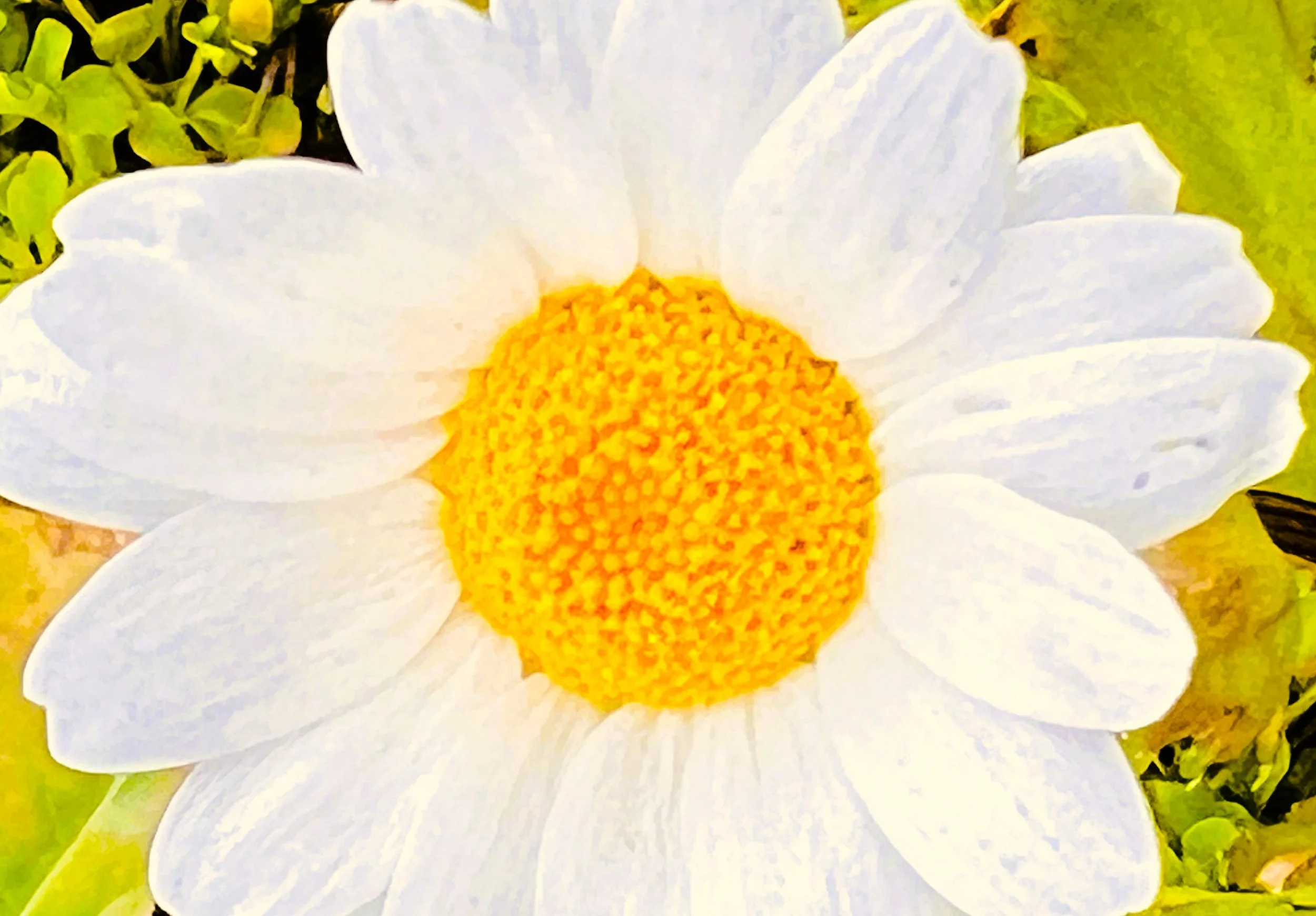 Daisy 2.jpg