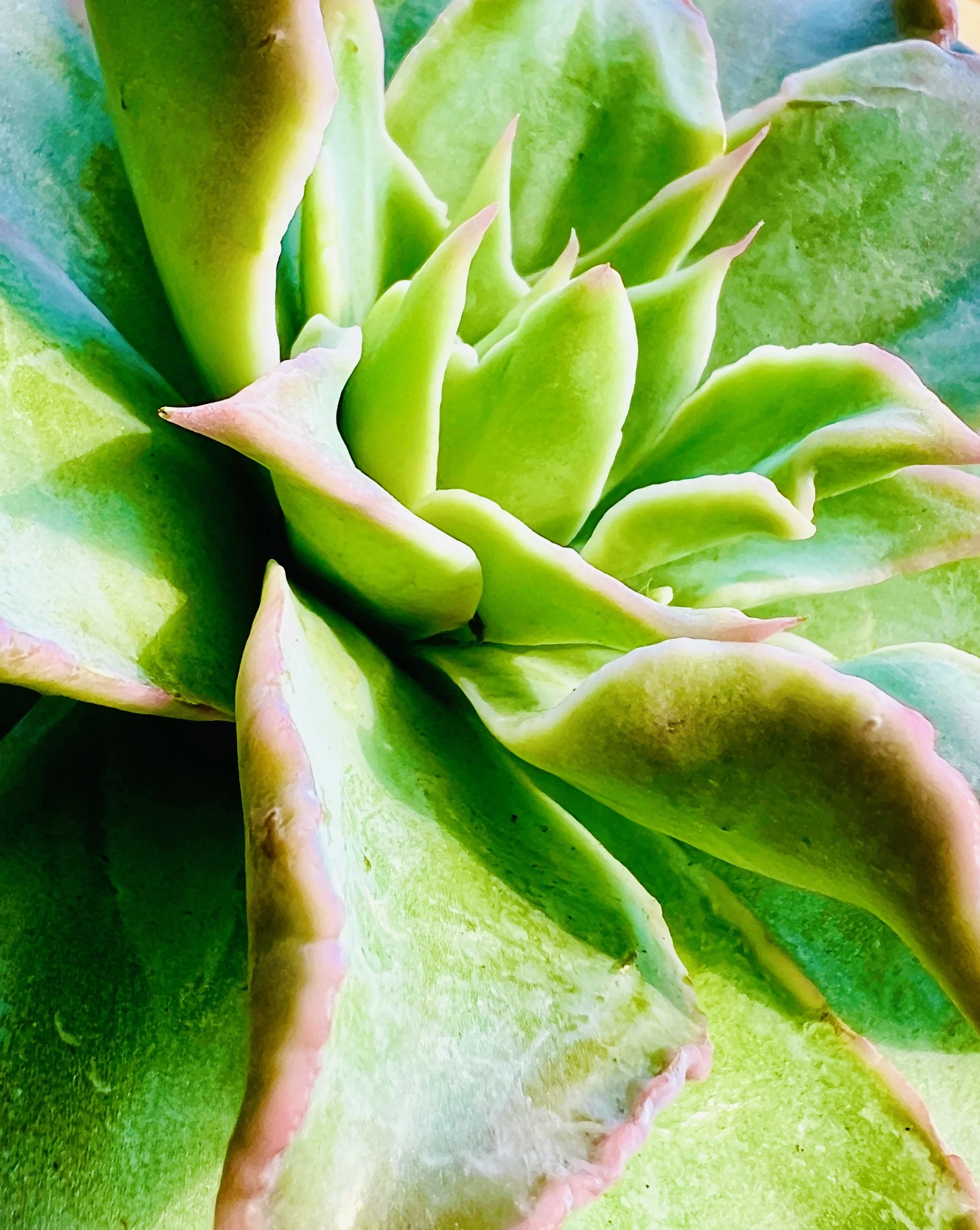 Succulent 3.jpg