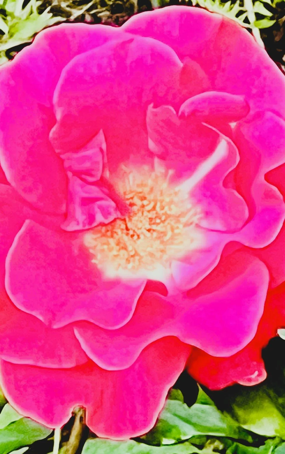Pink Flowers 1.jpg