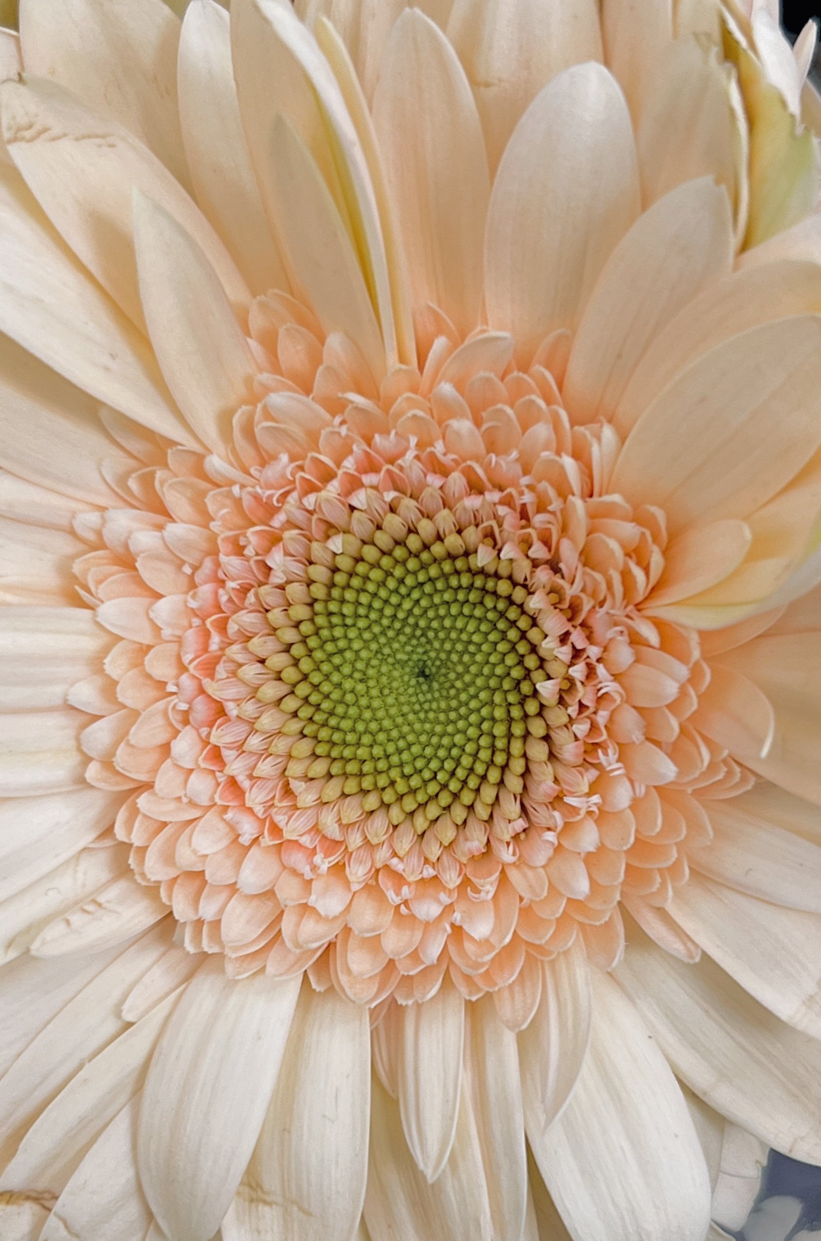 Gerber Daisy 2.jpg