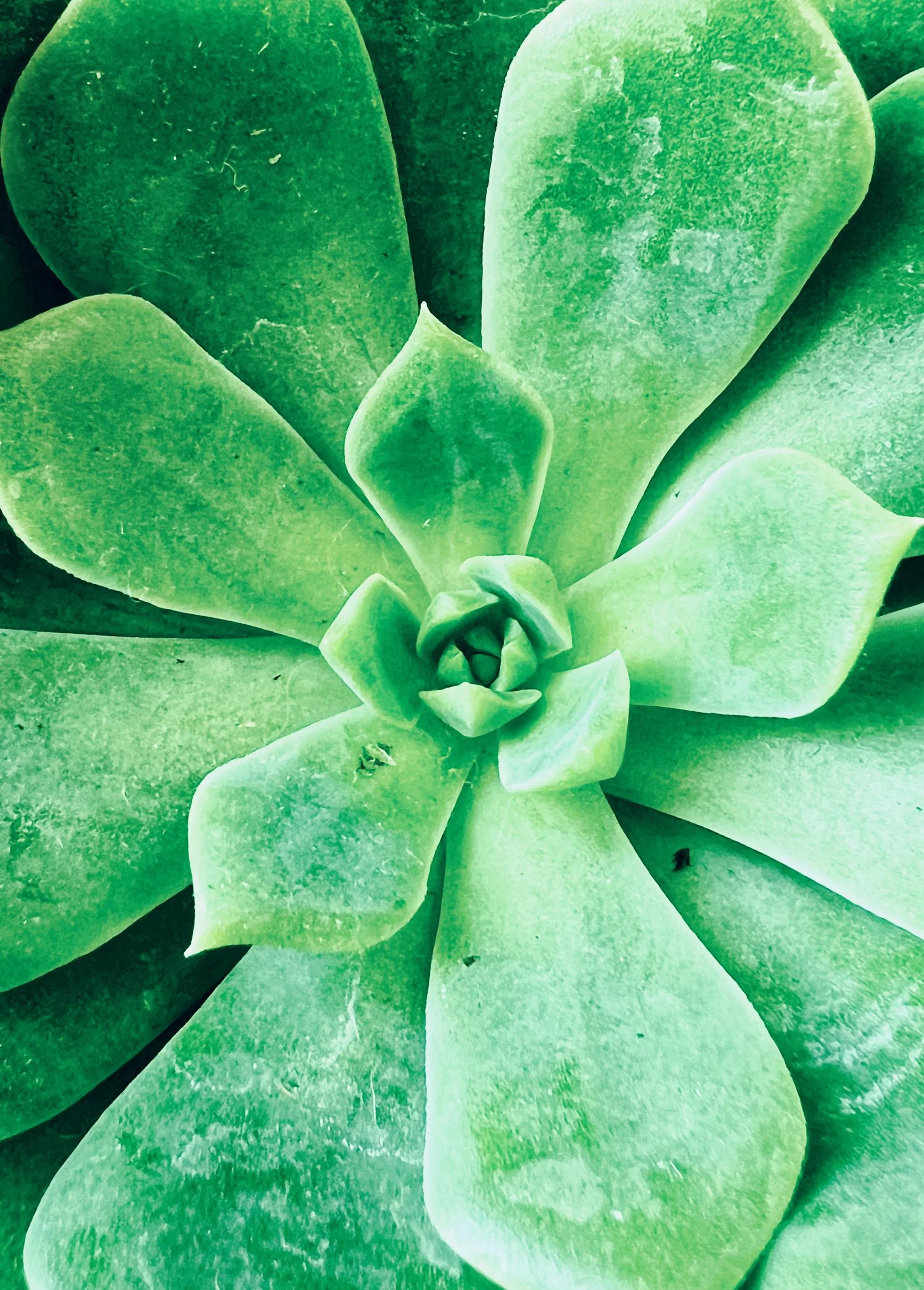 Succulent 2.jpg