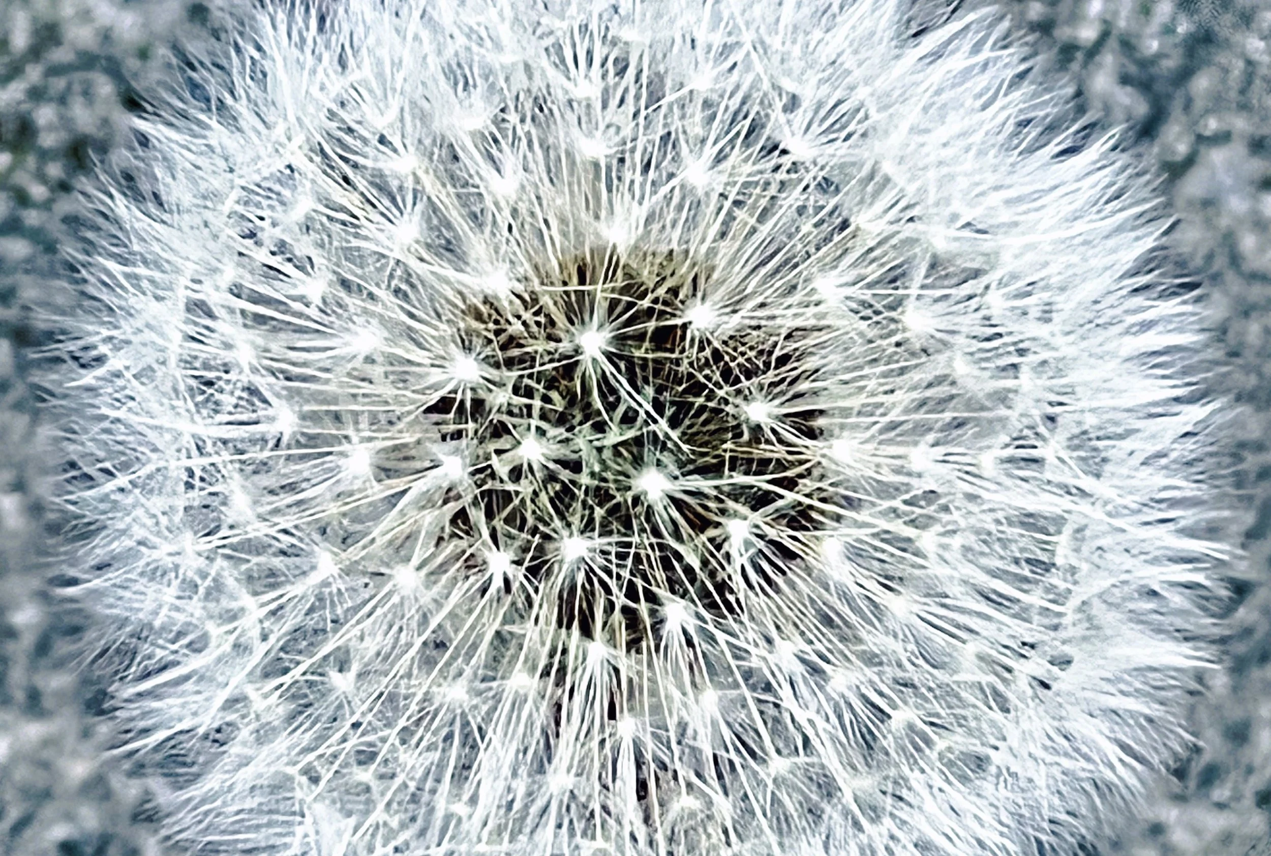 Dandelion 1.jpg