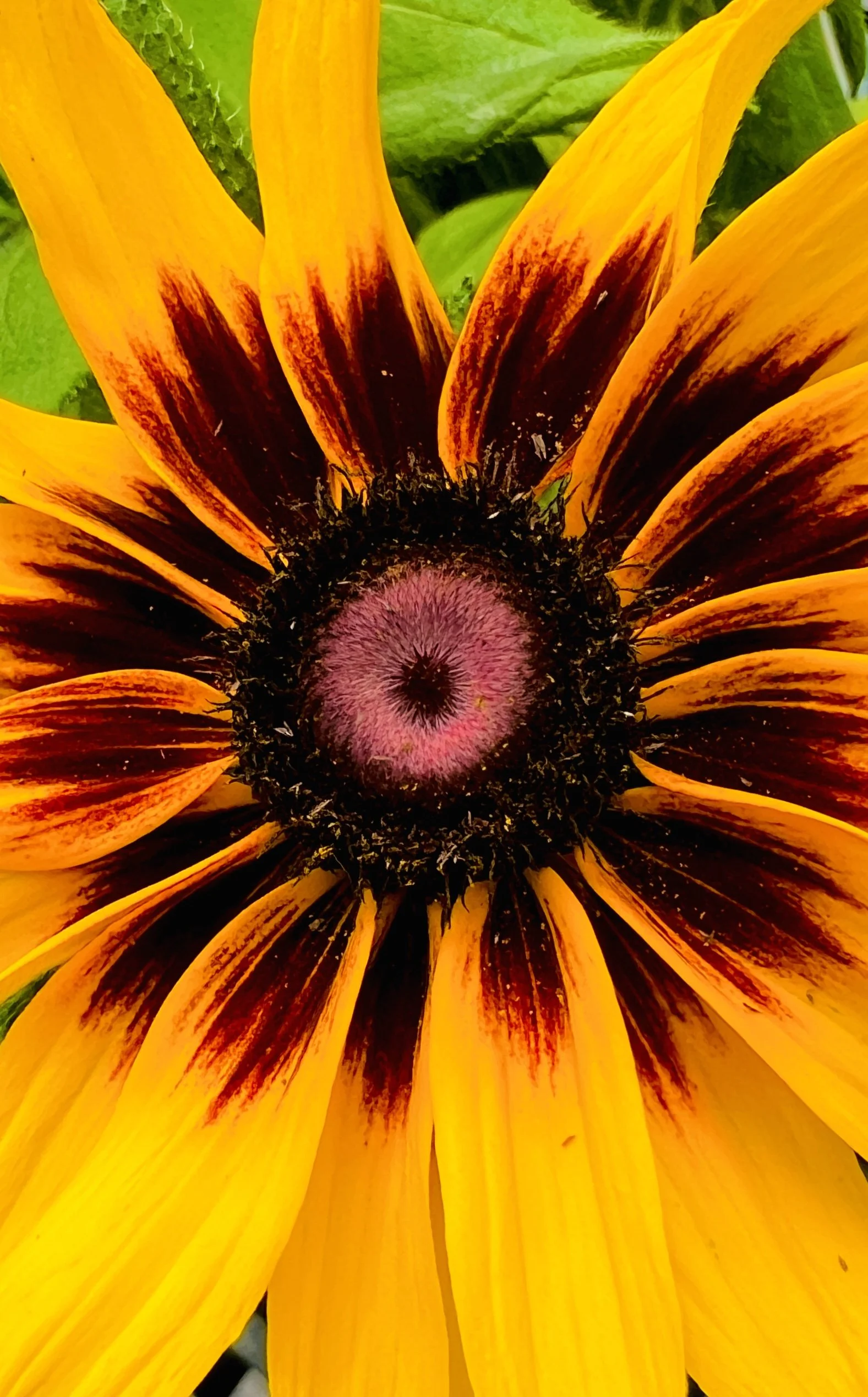 Orange Flower 3.jpg
