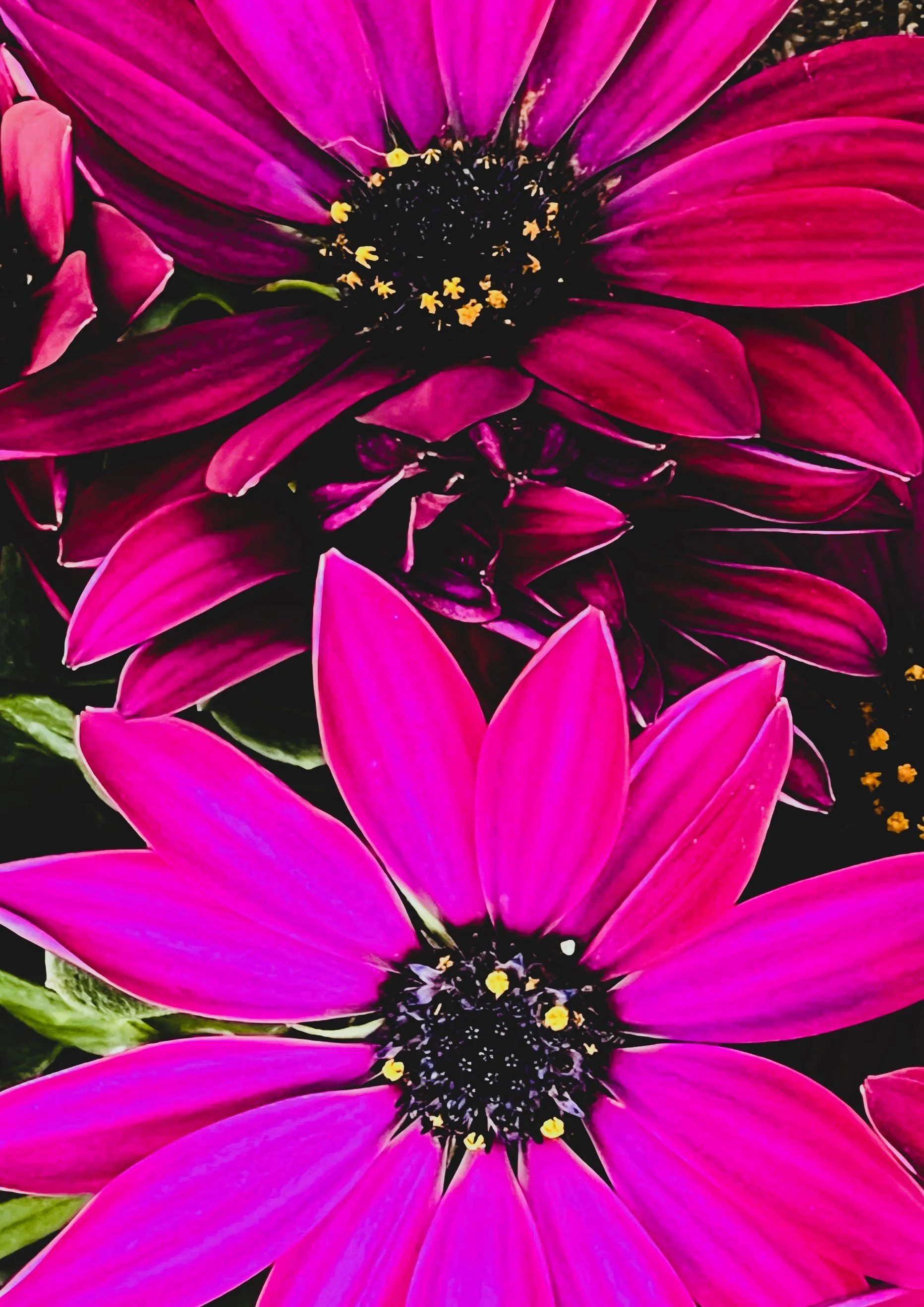Pink Flowers 2.jpg