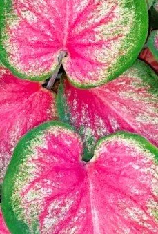 Caladium.jpg