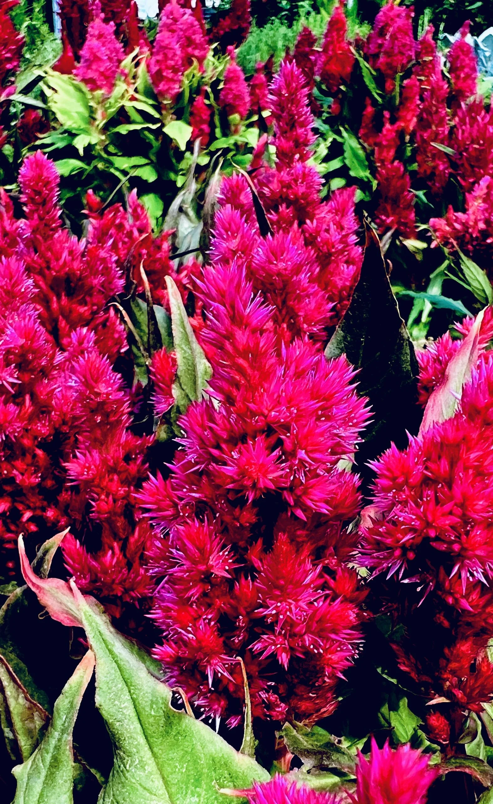 Pink Flower5.jpg