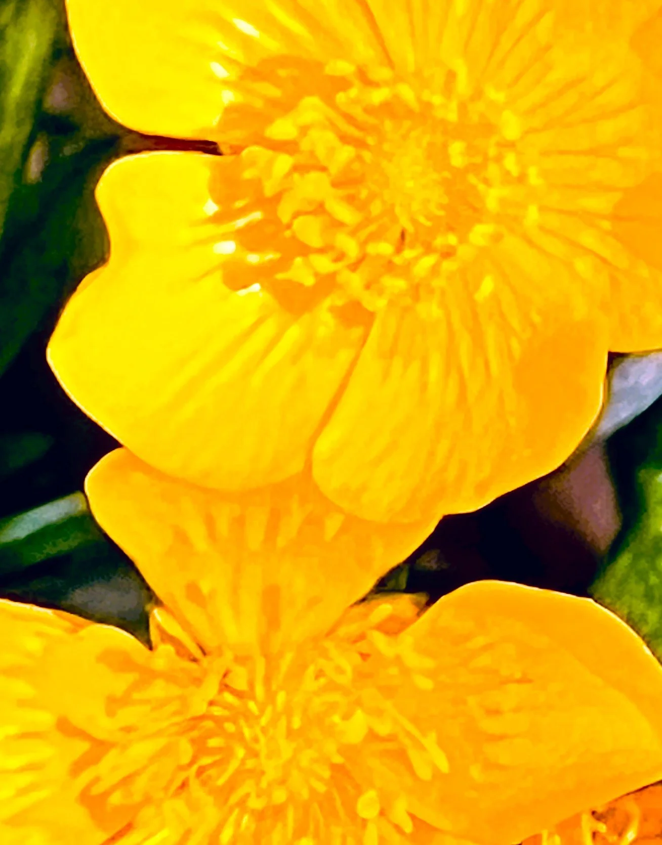 Yellow Flower 2.jpg
