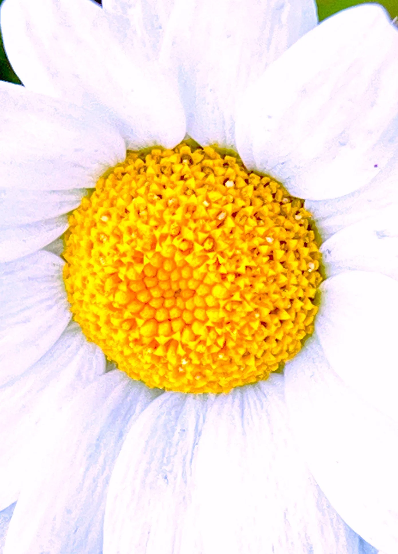 Daisy 1.jpg